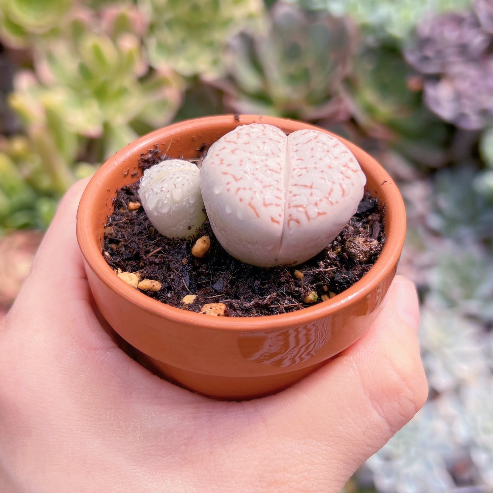 多肉植物 綾耀玉 るる農園 | るる農園~多肉植物専門