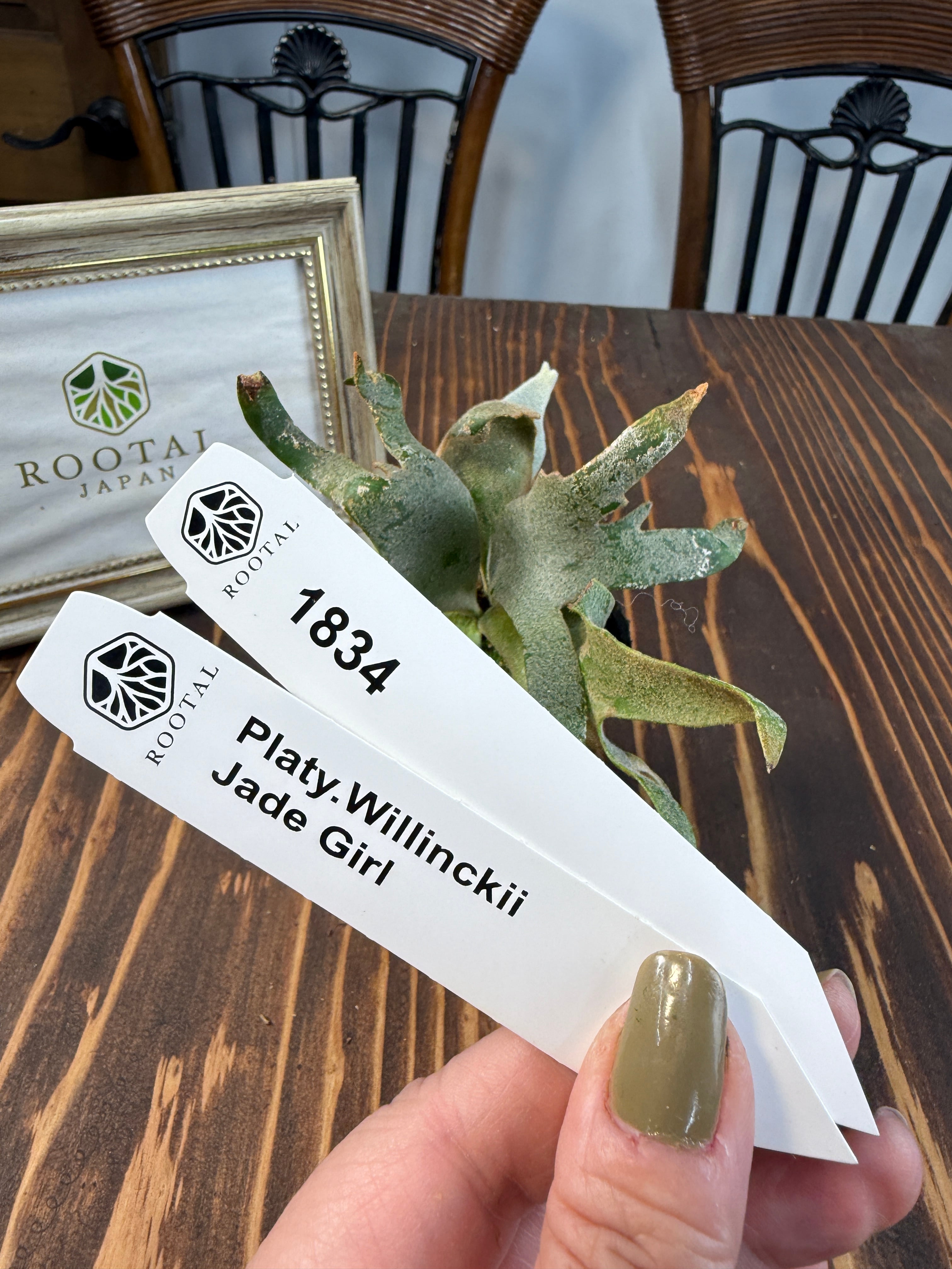 ビカクシダ | ROOTALPLANTS