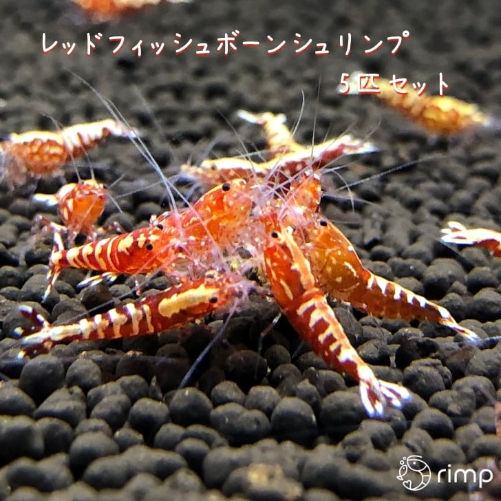 レッドギャラクシーフィッシュボーン | (ハイグレード 5匹 LOWKEYS 