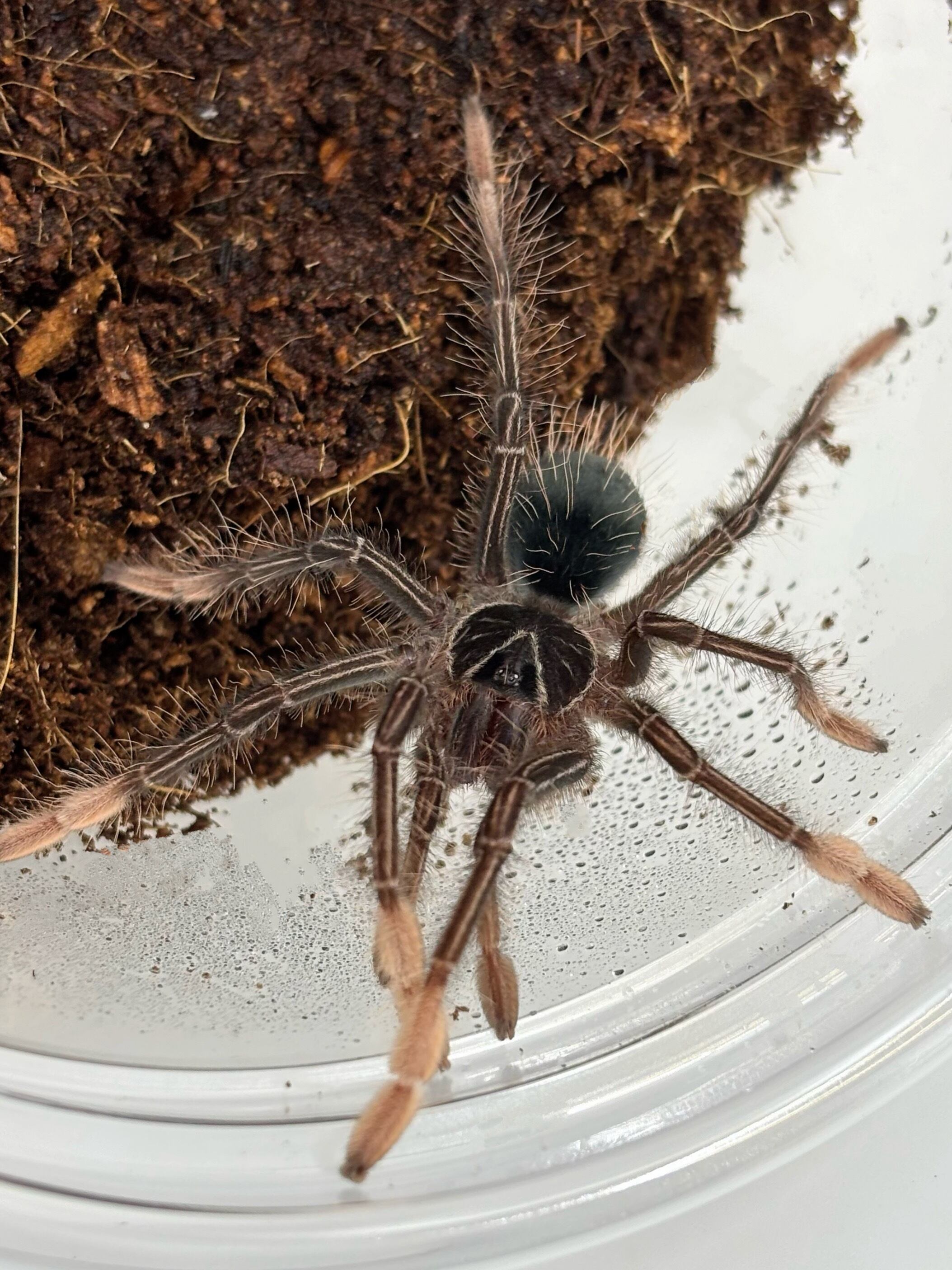 Theraphosidae sp. Dorado 1匹 タランチュラ マダラシミ(20匹＋α) 餌 