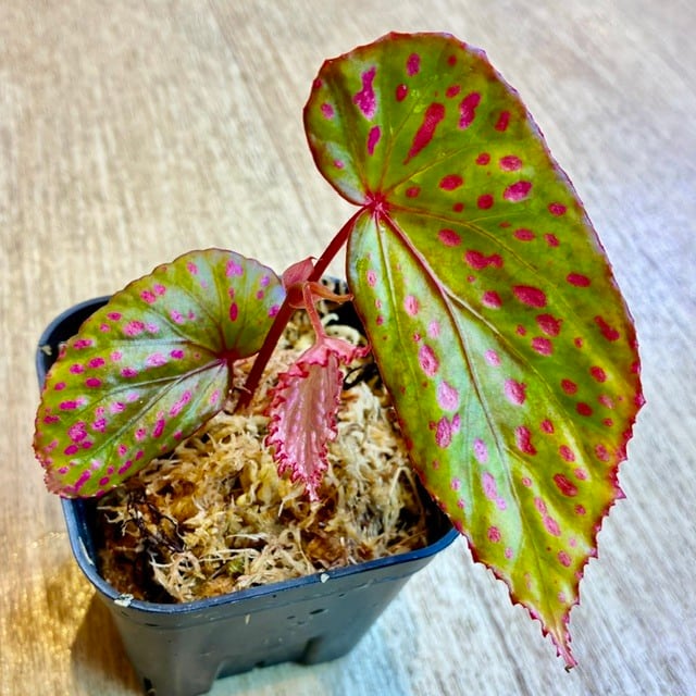 稀有種】フィロデンドロン レッドコンゴ Philodendron Red Congo