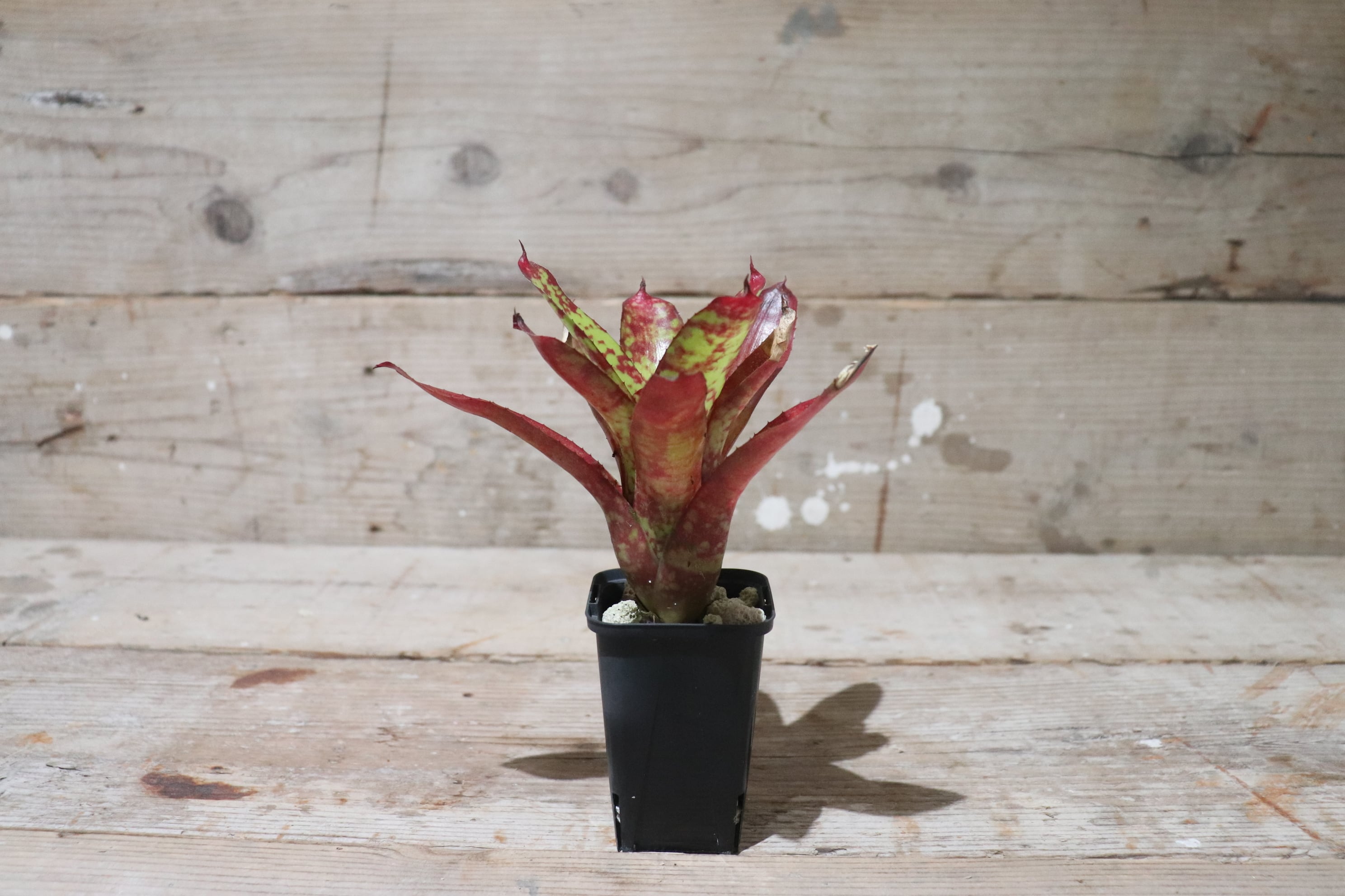 送料無料】Neoregelia 'Winnie the Pooh'〔ネオレゲリア〕現品発送