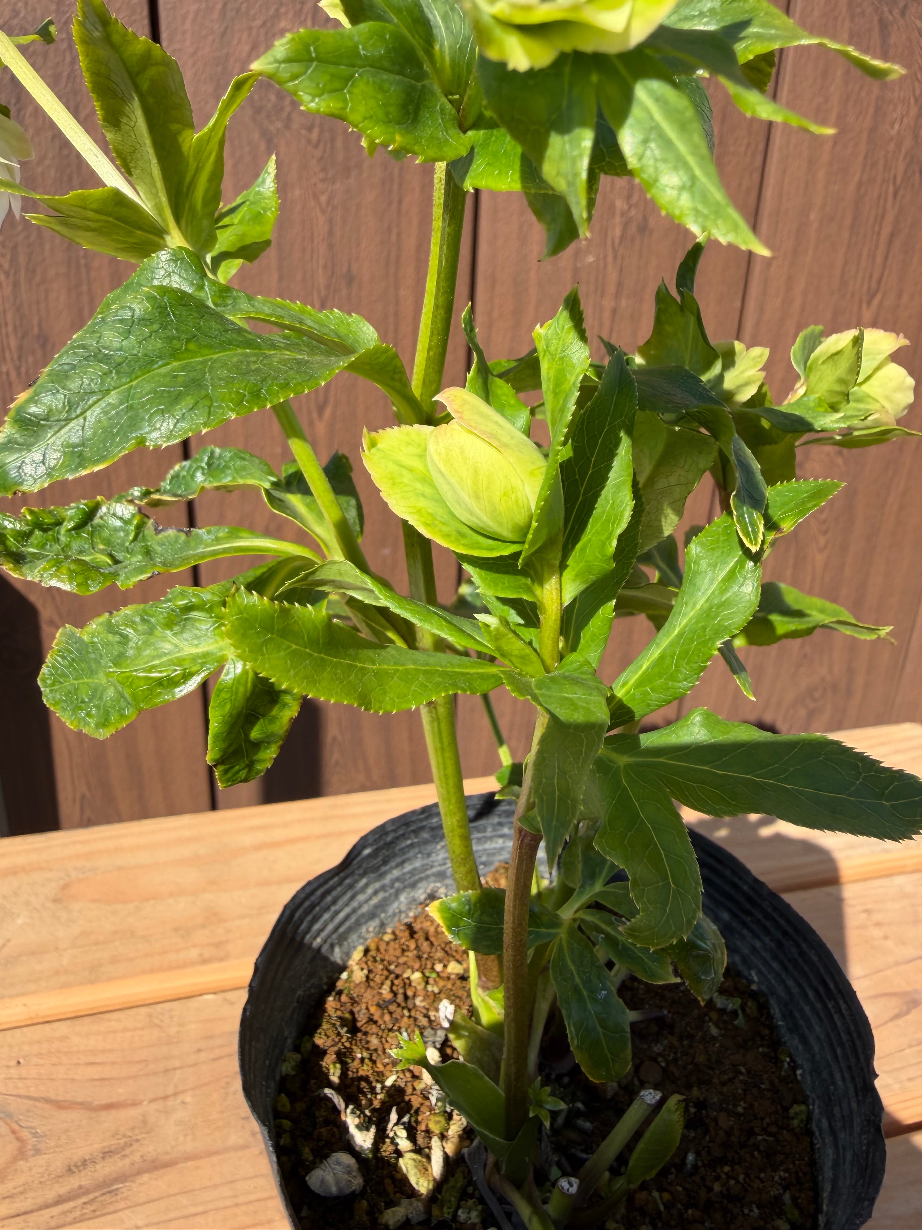 シャルウィダンス 若泉ファーム クリスマスローズ【Wa08】送料無料