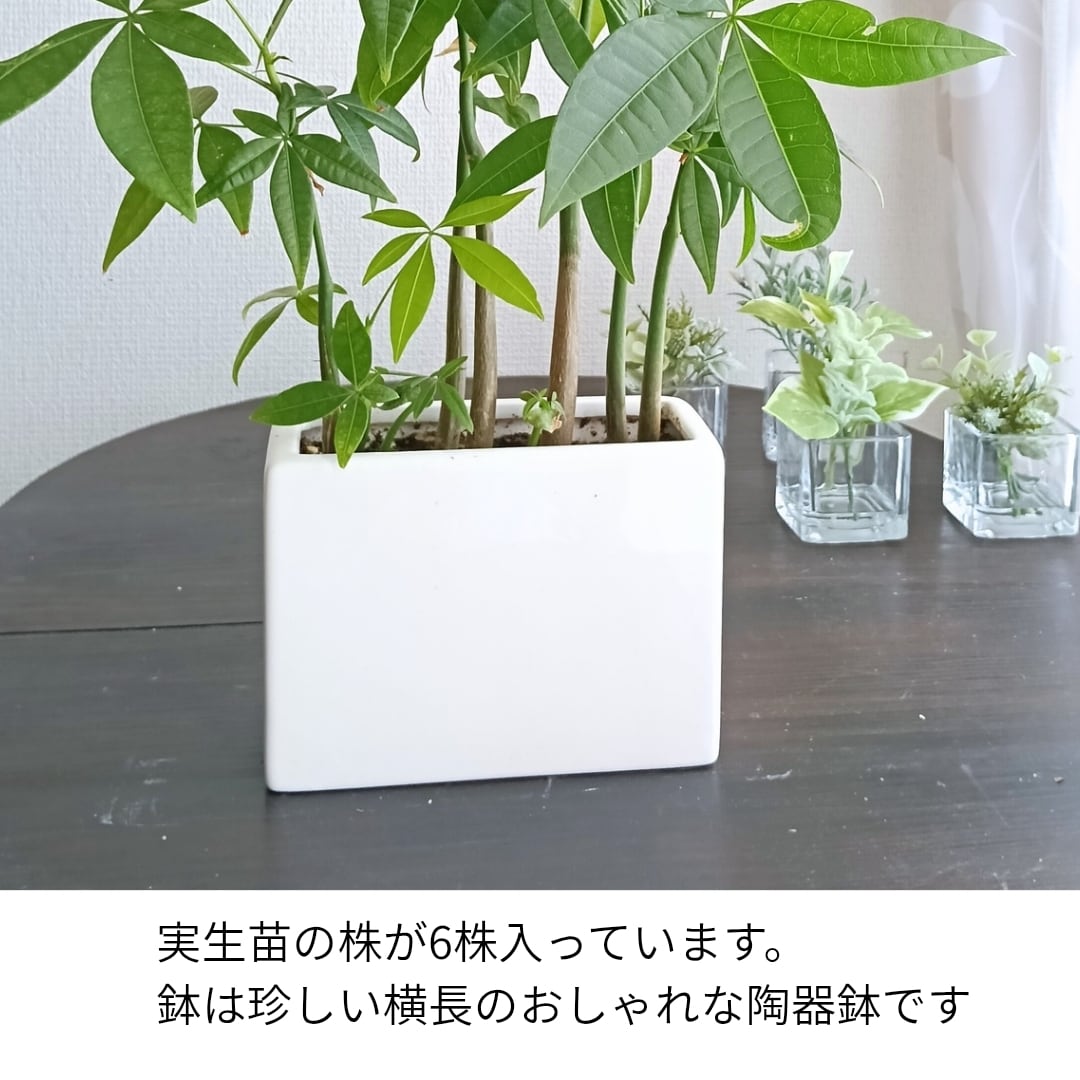 実生パキラ まとめて6株入り 陶器鉢付き おしゃれ観葉植物