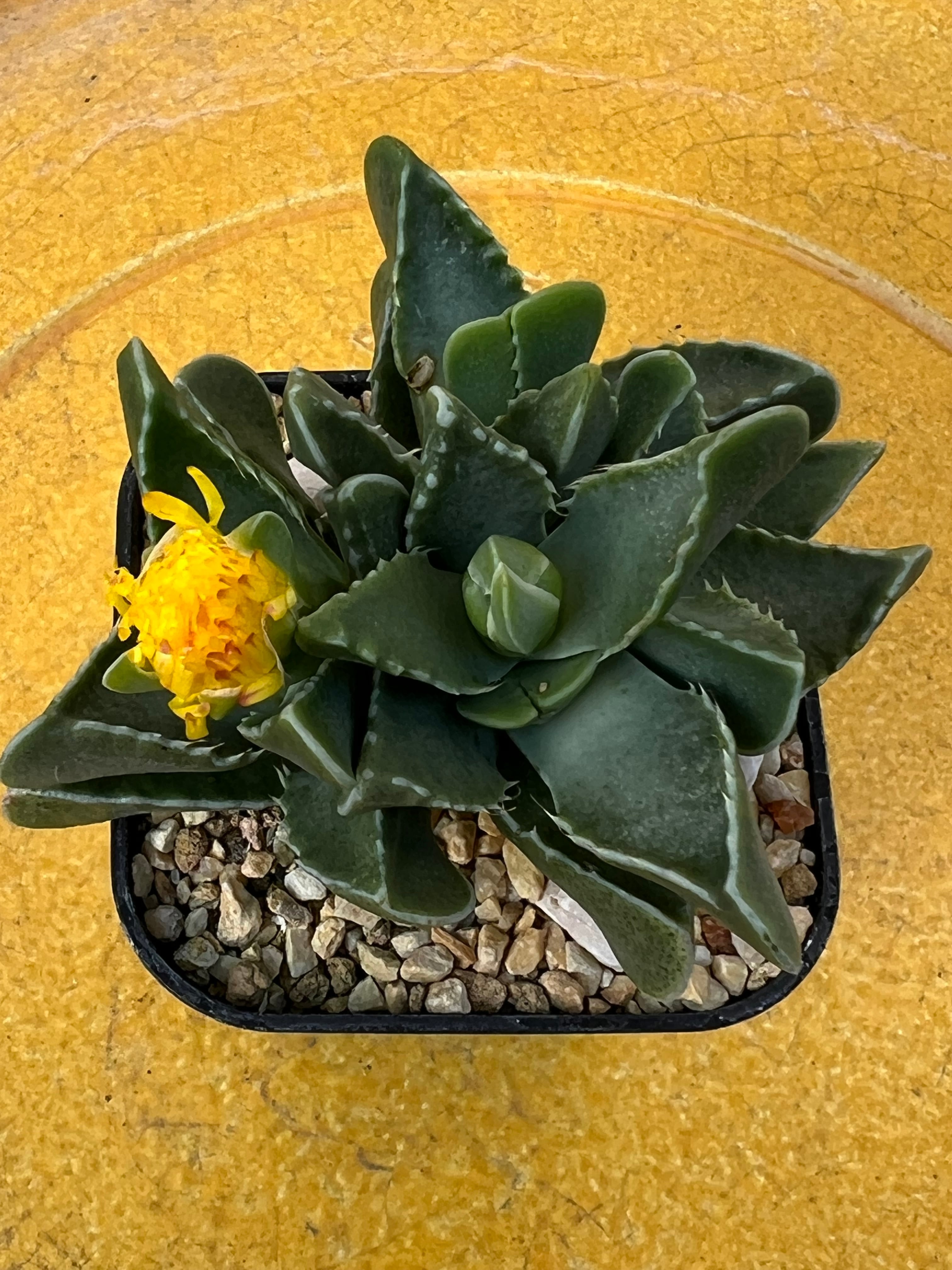 Pachypodium enigmaticum No.2 【パキポディウム・エニグマティカム