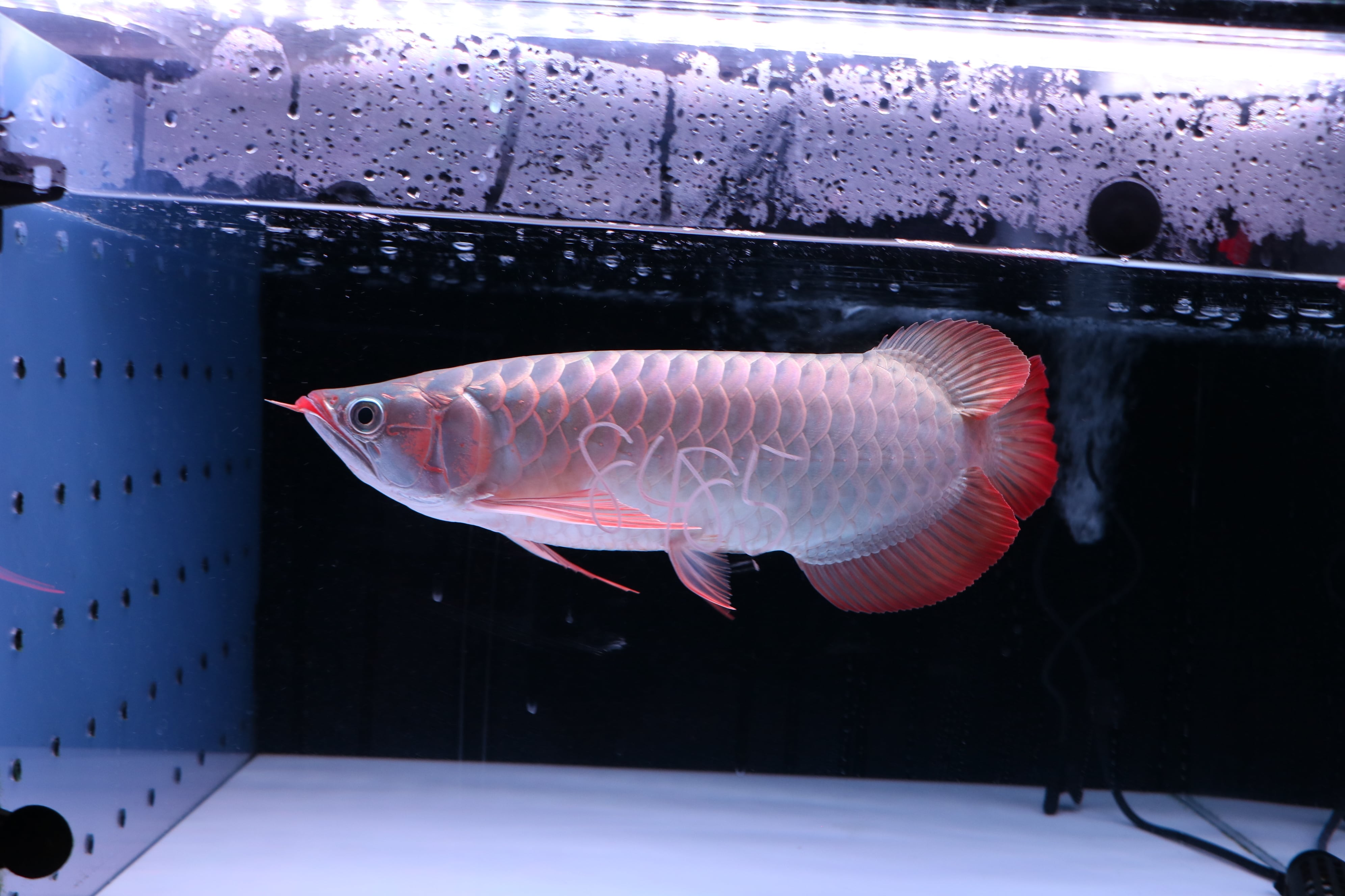 200,001円〜 | アロワナ等の大型魚・熱帯魚のオンライン販売店