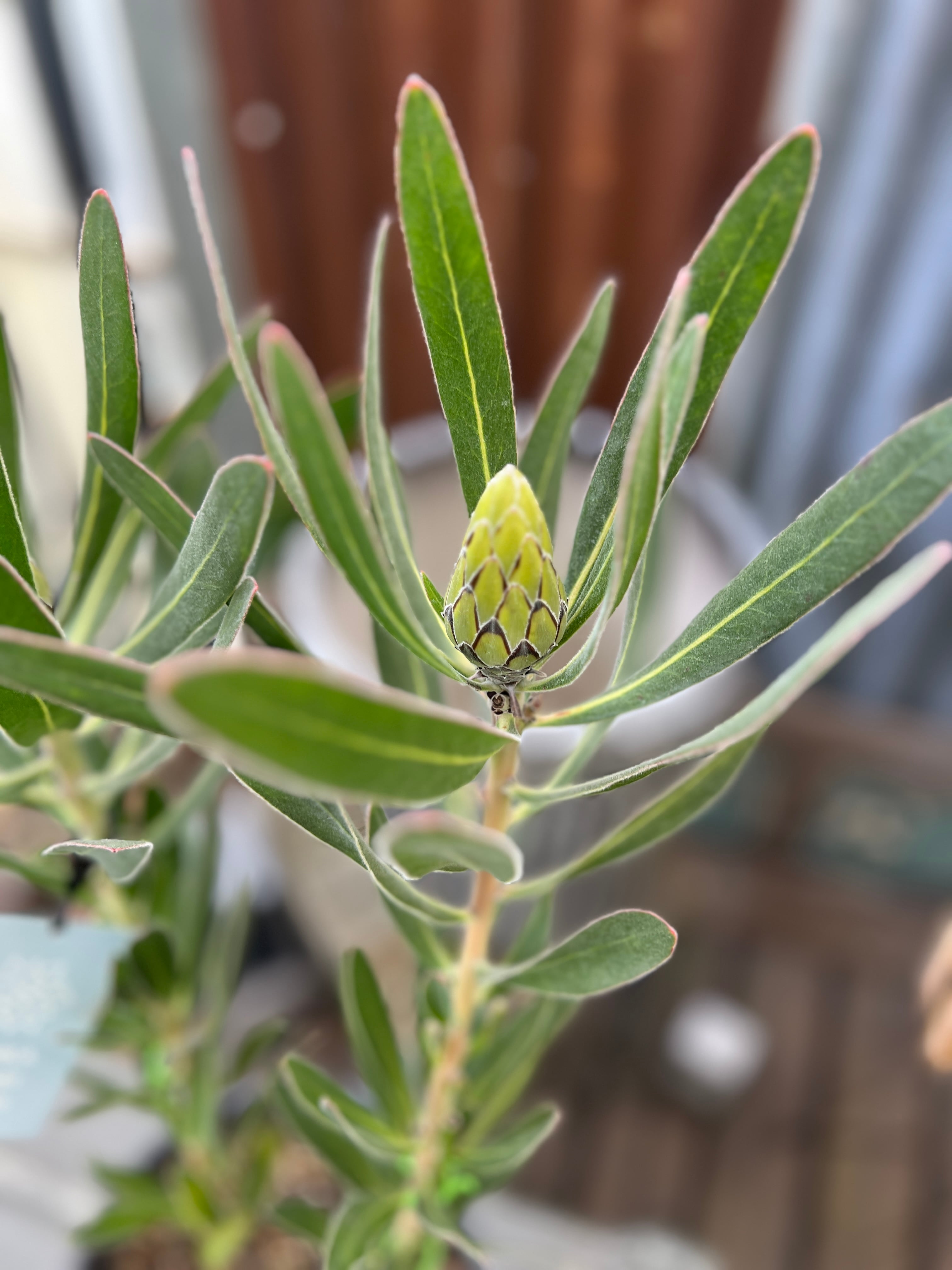 プロテア　オーストラリスアイス　5号（バンクシア、グレビレア、リューカデンドロン プロテア オーストラリスアイス 5号（バンクシア、グレビレア