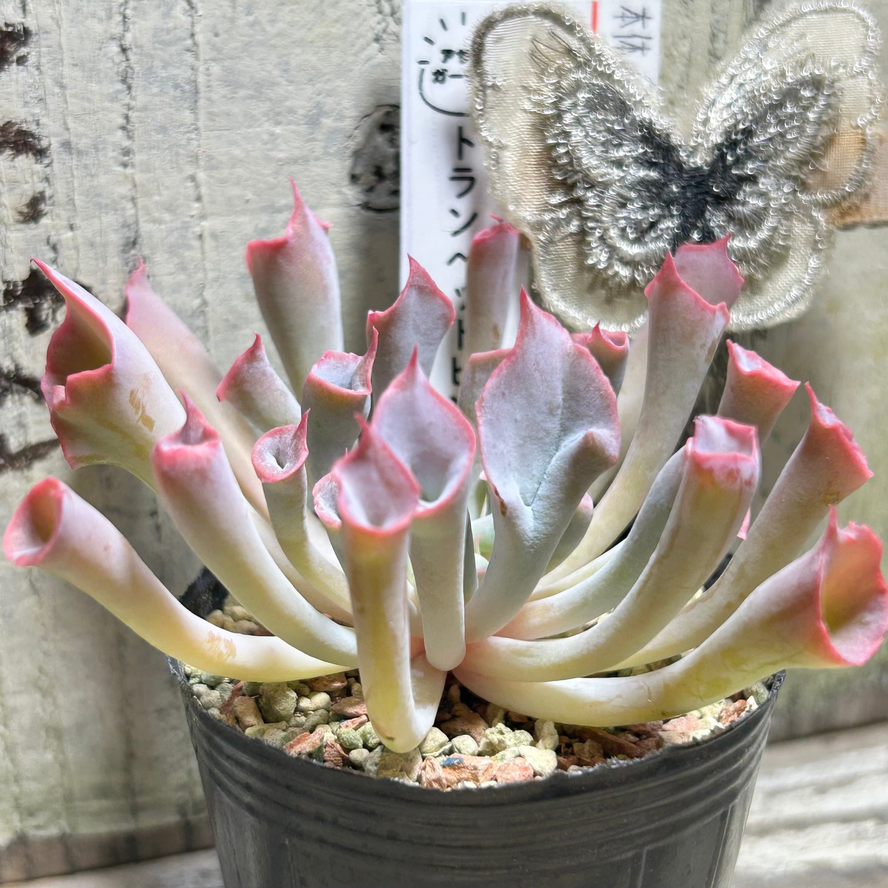 トランペットピンキー | RuPo 多肉植物専門店