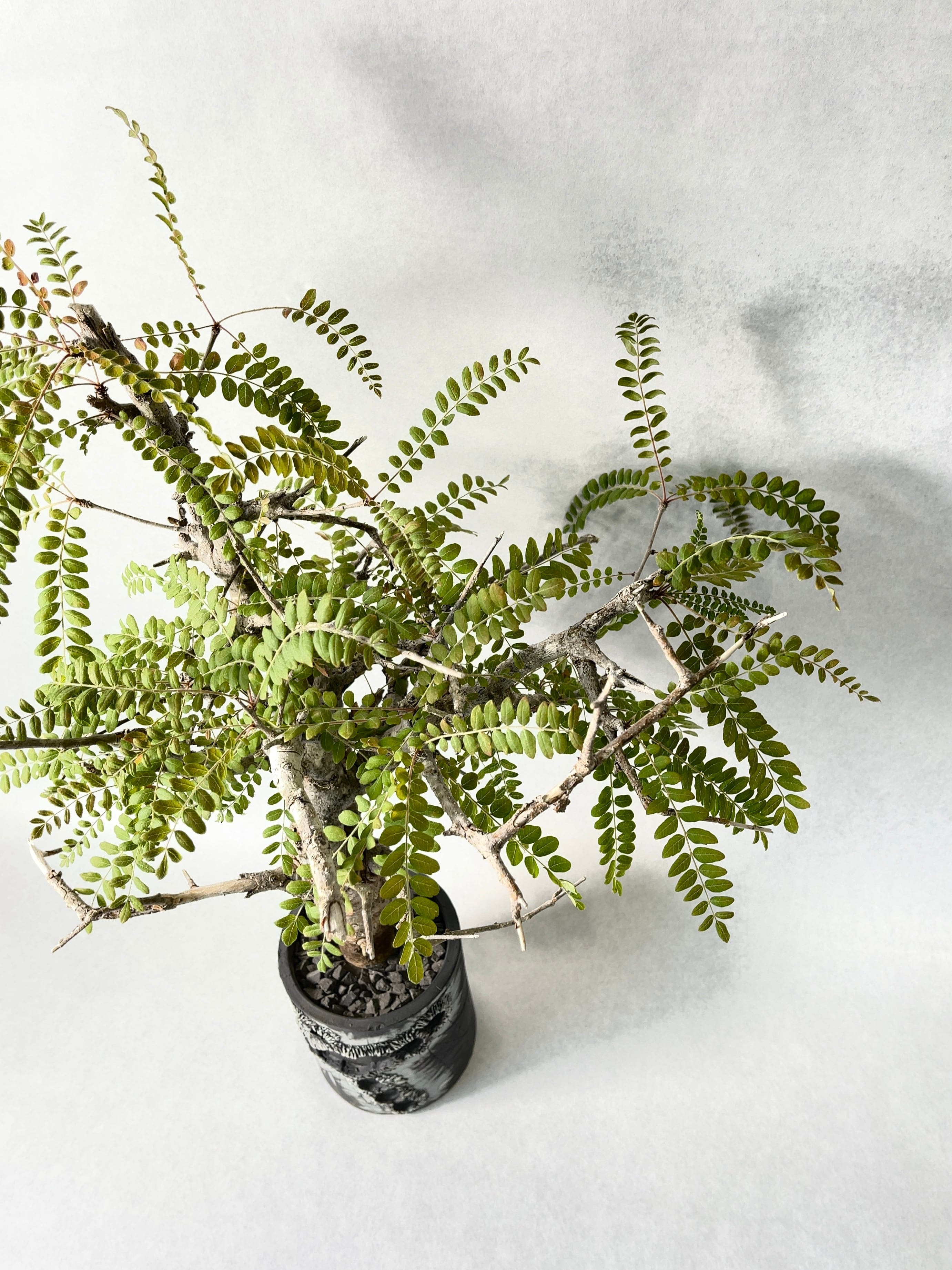 ボスウェリア　ネグレクタ良型 ボスウェリア ネグレクタ | PROTOLEAF プロトリーフ