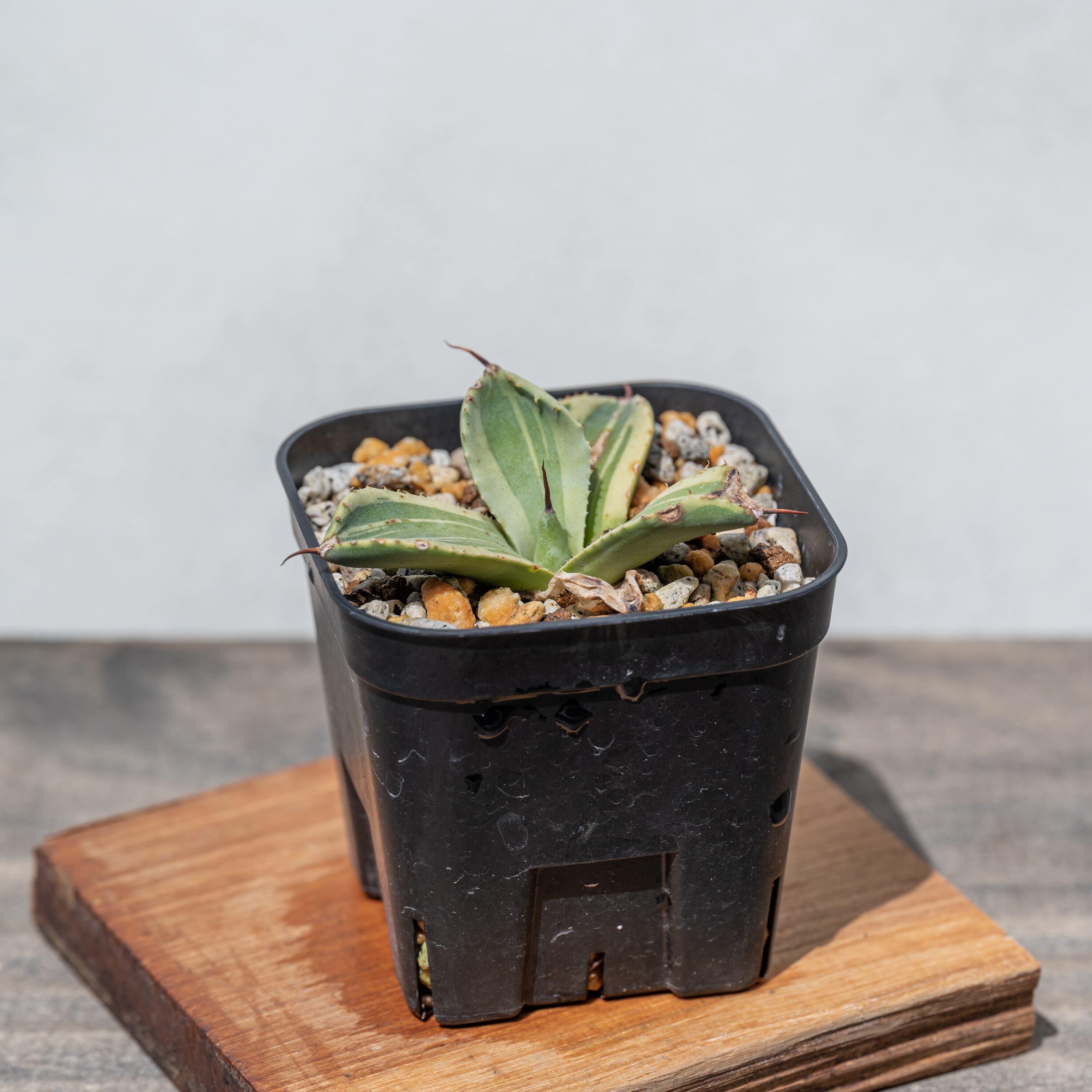 アガベ パリー トランカータ ライムストリーク No.1 | Agave Rocon