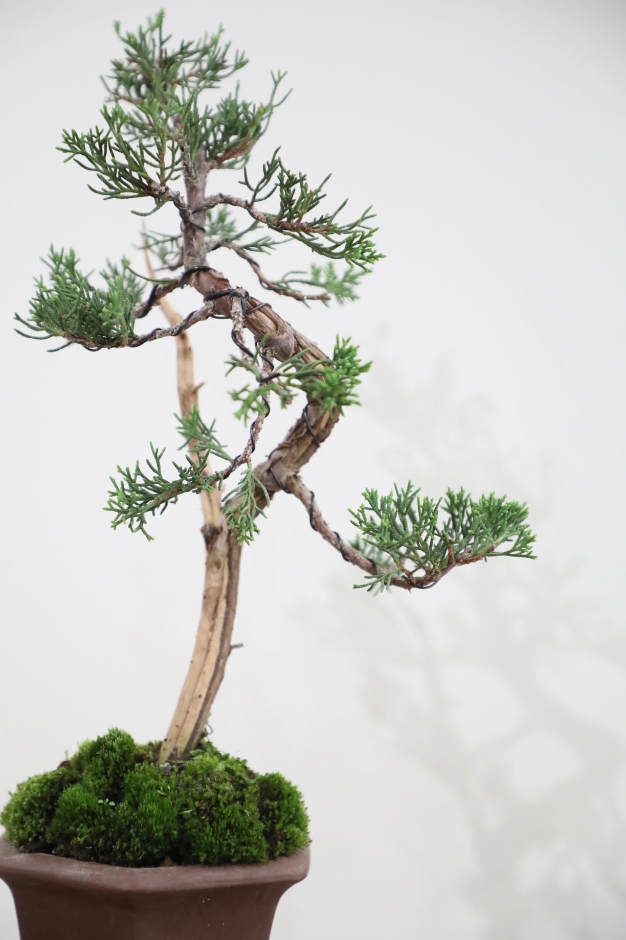 M】糸魚川真柏 盆栽 ※推定樹齢20年/Juniper Shimpaku | 【厳選植物・器