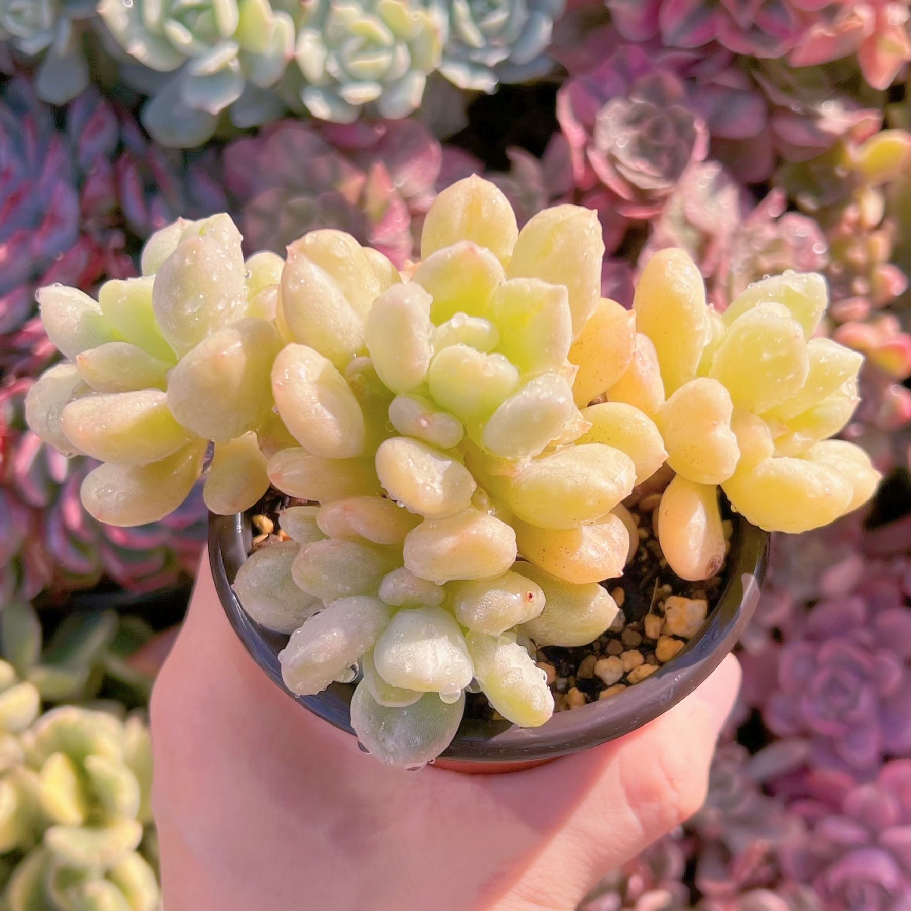 現品　ビルゲイツ#615   群生　るる農園