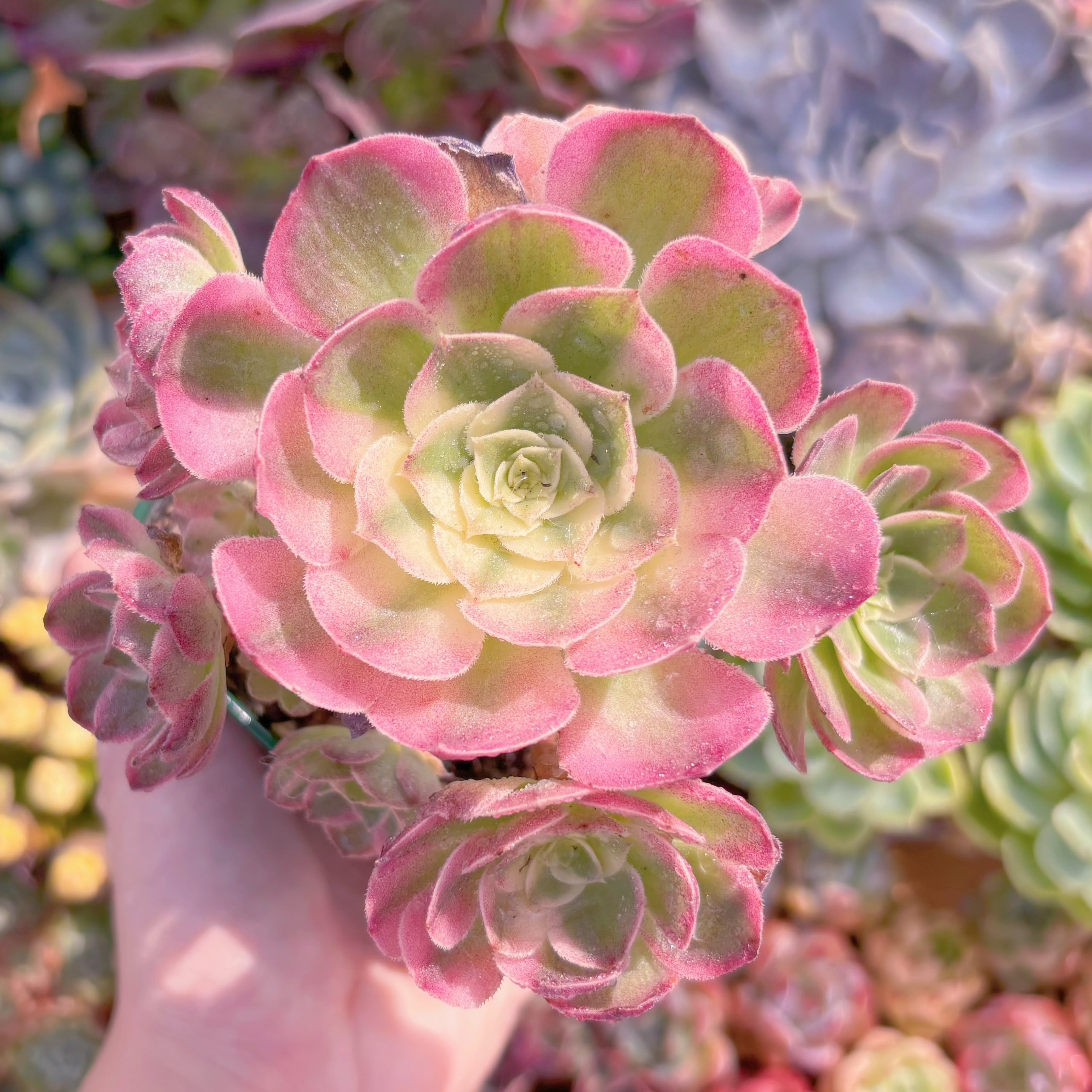 現品　玉姿#507　群生　るる農園