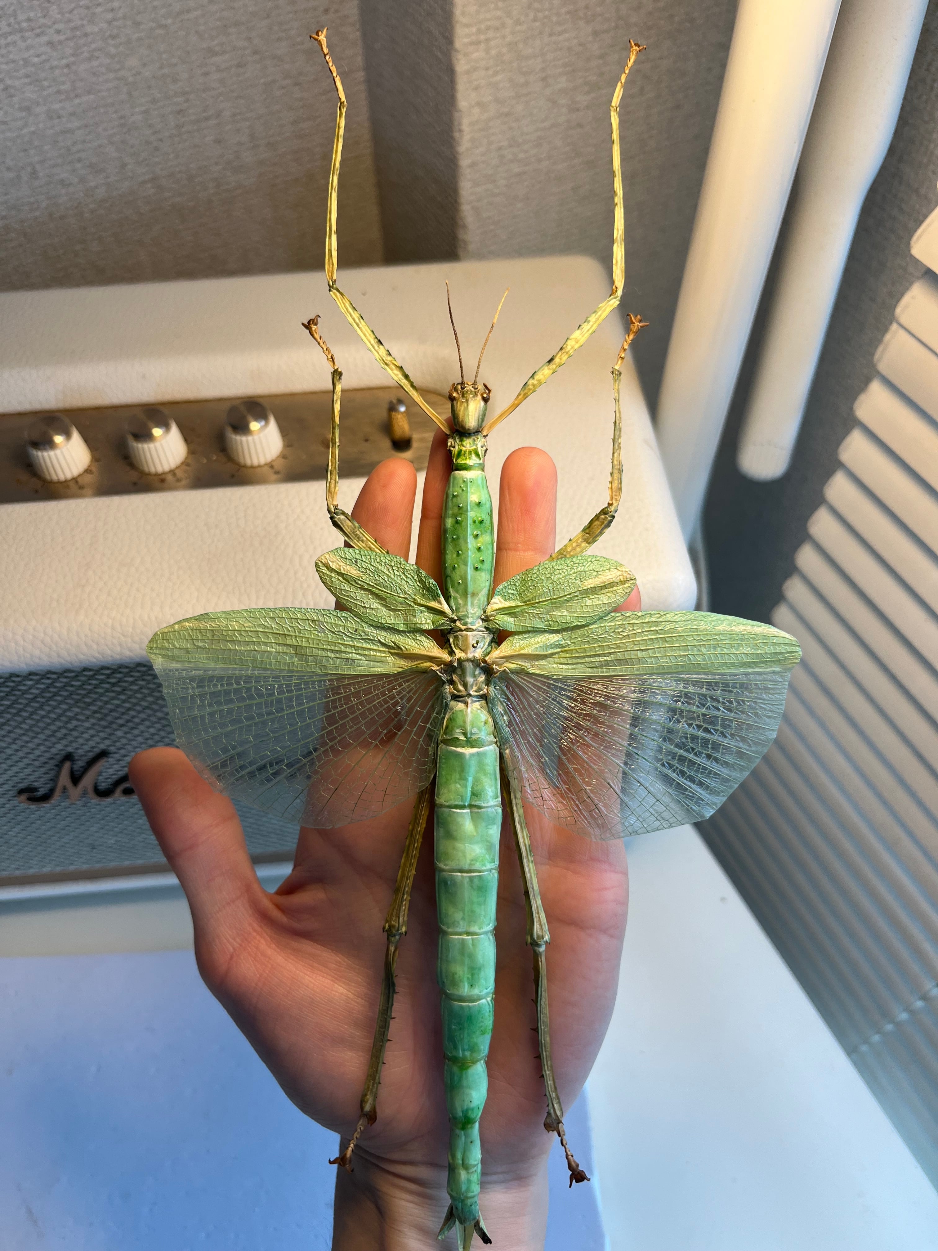 210mm】ゴライアスオオトビナナフシ 陸のザリガニ歩くソーセージ