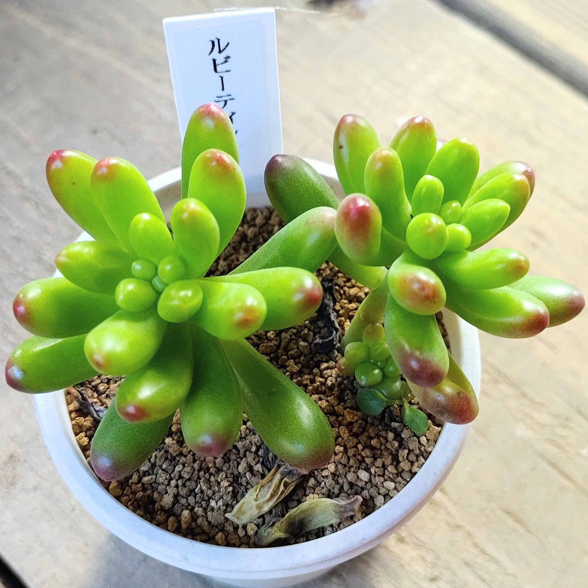 メキシコプリドニス群生 | RuPo 多肉植物専門店