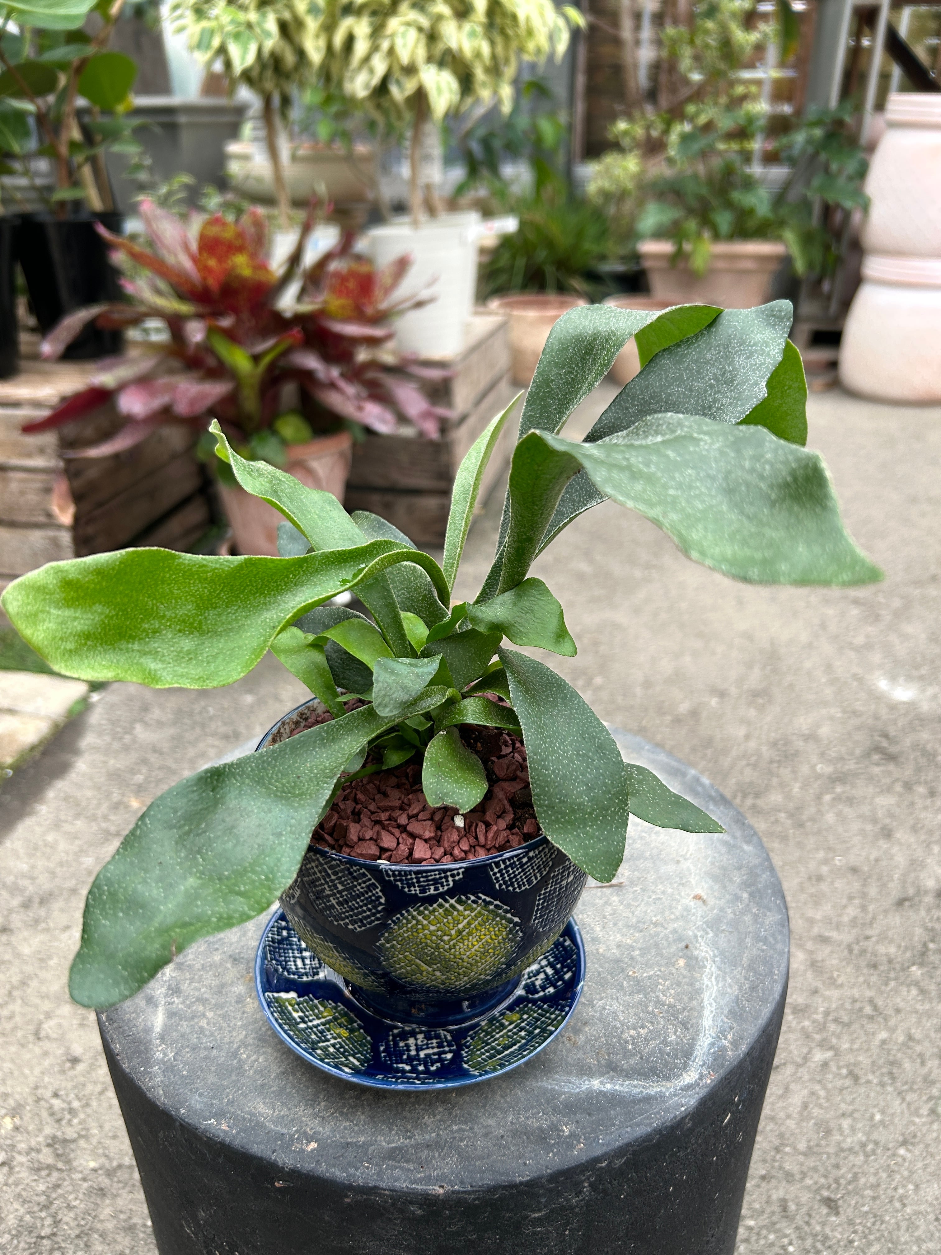 観葉植物 | オニ通