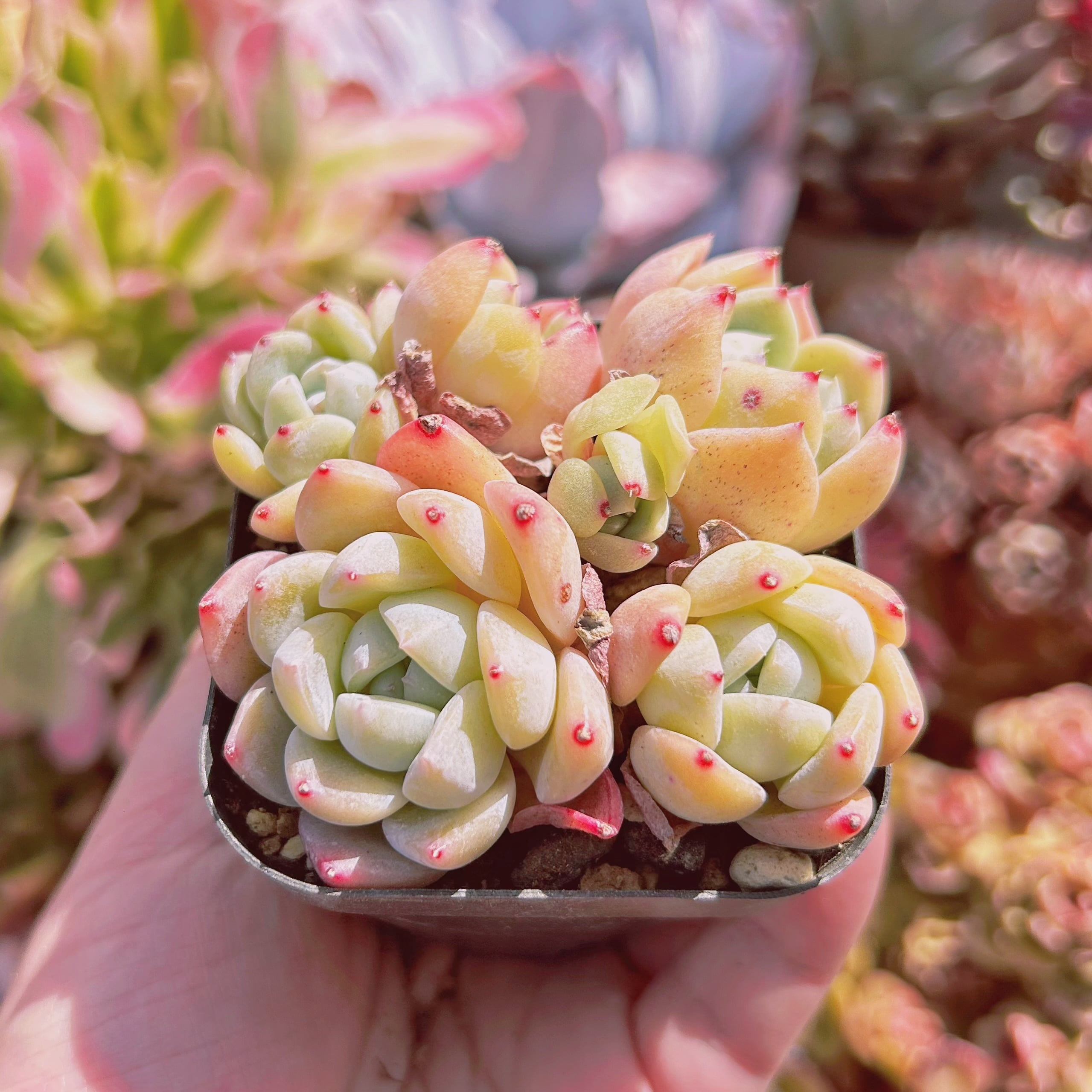 その他多肉植物 Natural 多肉植物とサボテンの寄せ植え Table-M | 観葉植物の通販 AND