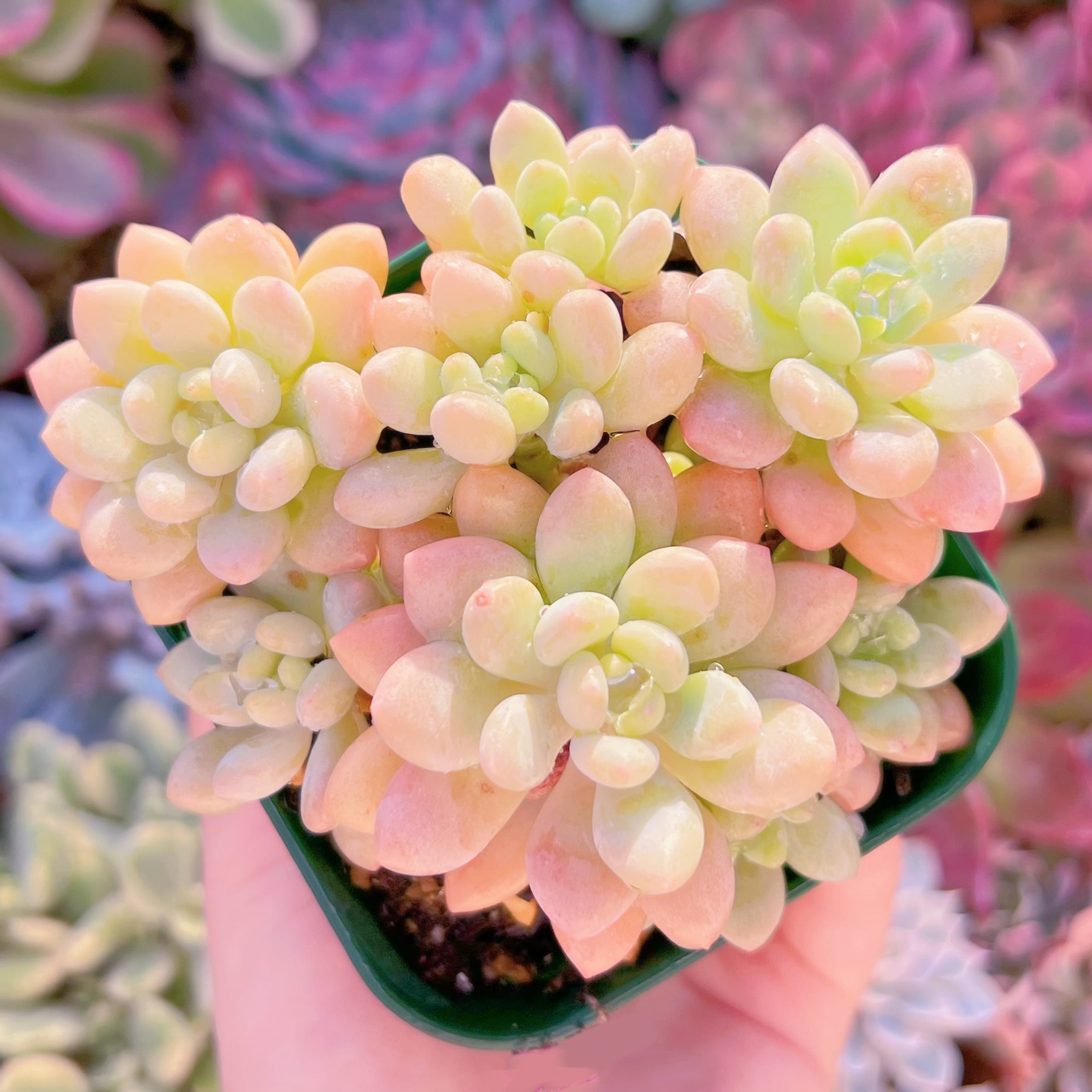 現品　Daphne x ロココ#276　群生　るる農園