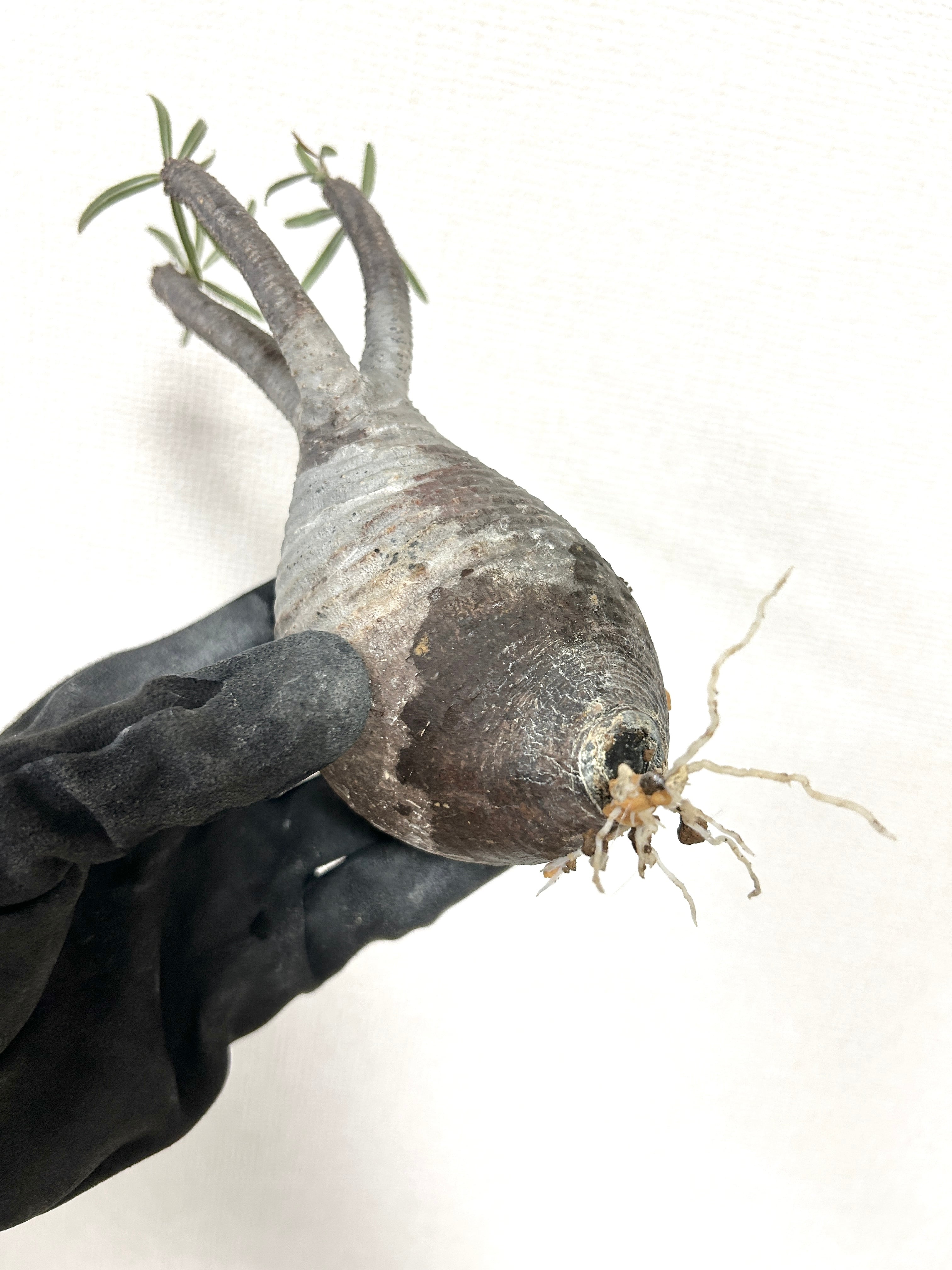 グラキリス（胴回り23cm）｜すらりと伸びた枝が美しい上品フォルムの塊根植物【発根済】【モルタル鉢仕立て】