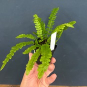 Doodia media【954】