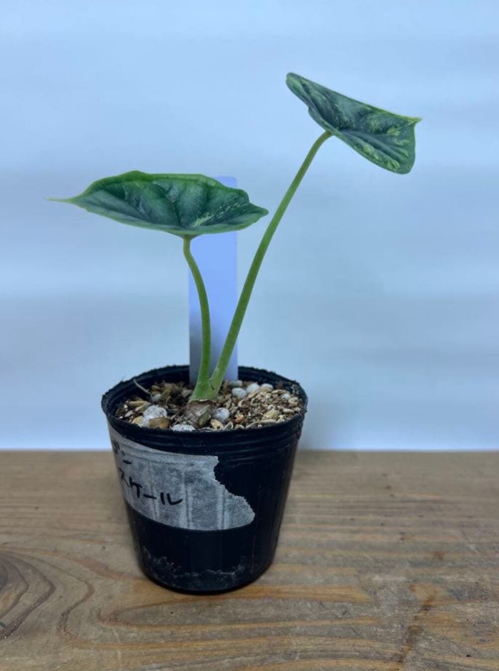 Alocasia Watsoniana Pink var アロカシア ワトソニア ピンク
