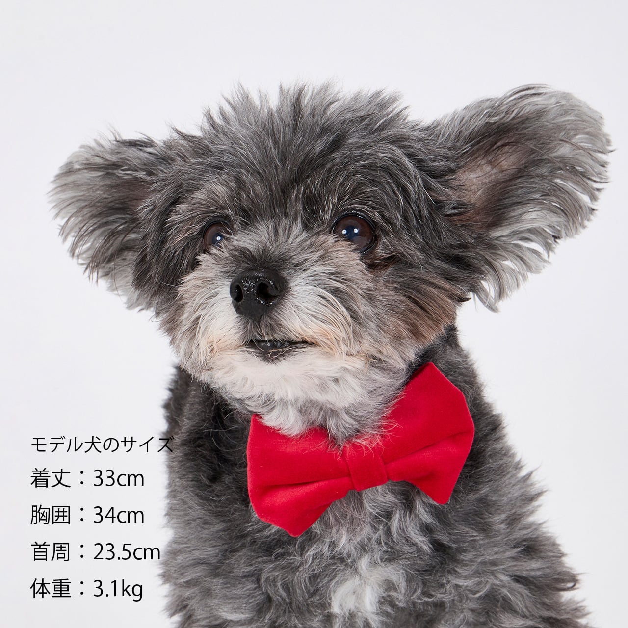 BOW TIE ボウタイ | MANDARINE BROTHERS マンダリンブラザーズ公式BASE