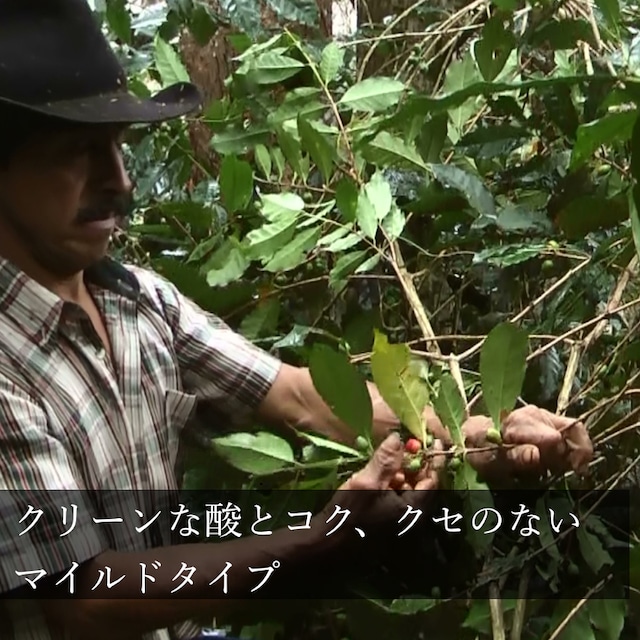 コロンビア「タママウンテン」中深煎り　200g