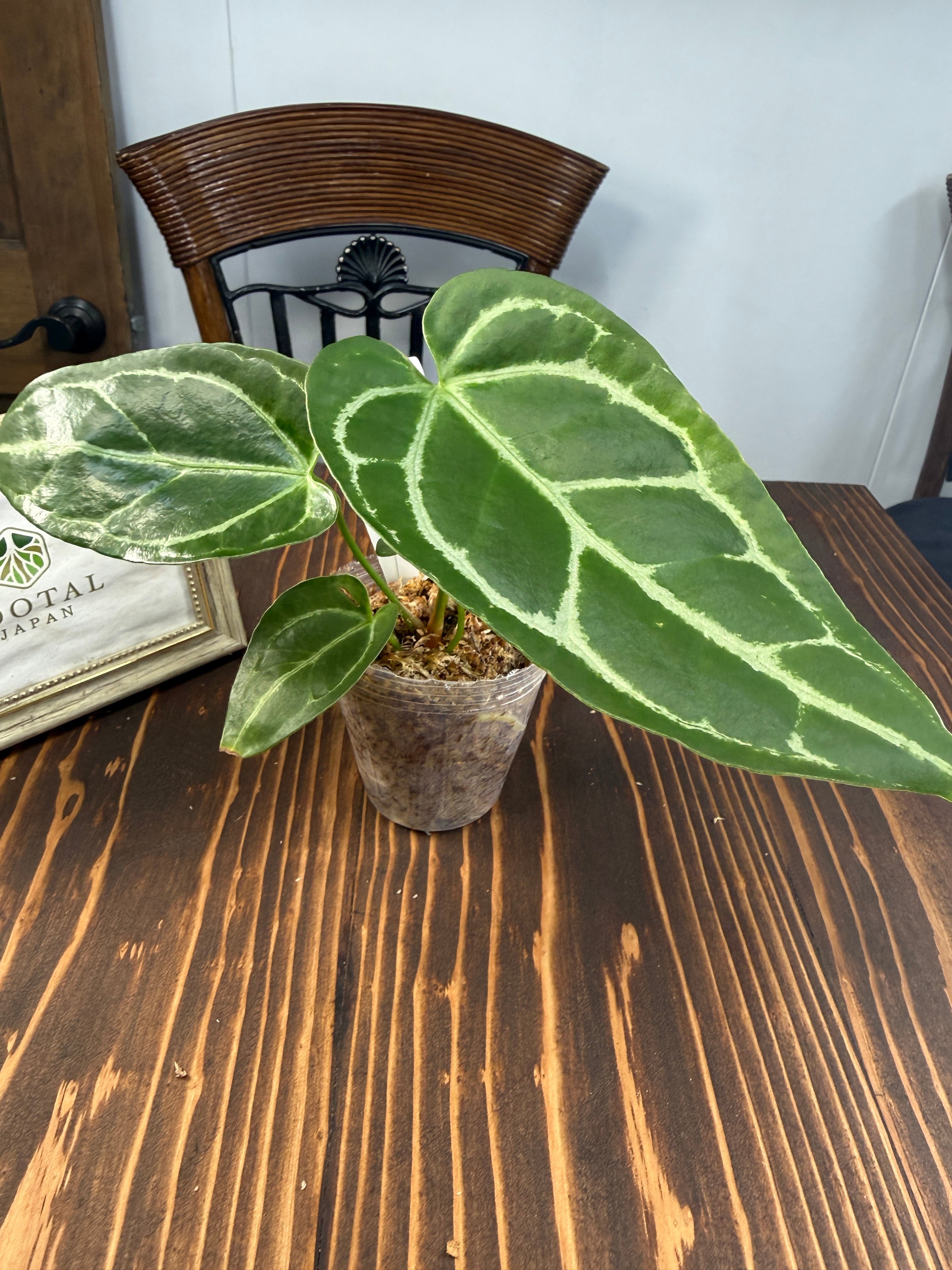 極上株 アンスリウム クリスタリナム 斑入り 極上株 アンスリウム クリスタリナム 斑入り 極上株 アンスリウム