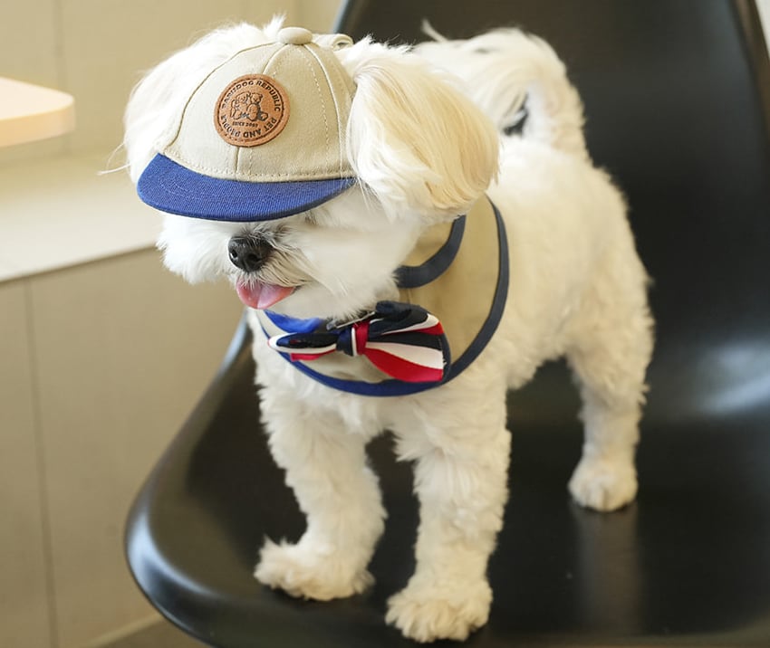 trench cape ball cap set / 犬用 帽子 ケープ バンダナ スカーフ