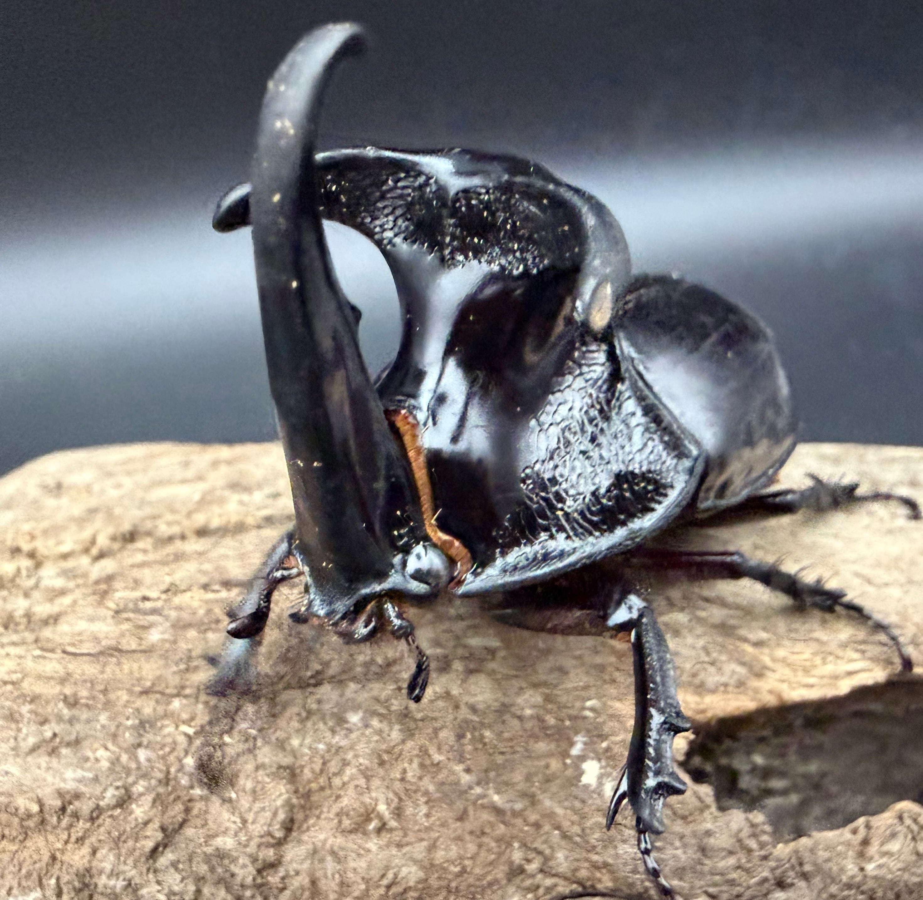 WD】《ヒラズツツサイカブト 47mm ペア》 | KPW公式オンラインショップ