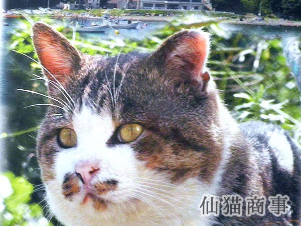 DVD - 田代島ねこぱらだいす2 ～はっちゃけ ねこ太郎～ - 仙猫商事