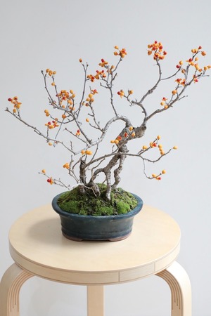 【M】つるうめもどき 盆栽/Celastrus orbiculatus bonsai　※樹齢20年