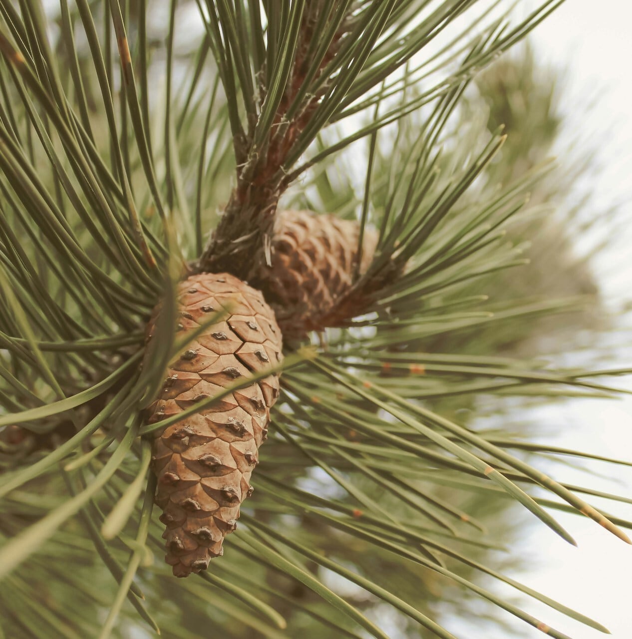 ロードデンドロン精油 - 15ml | haku 伯井由紀が提供するアロマ