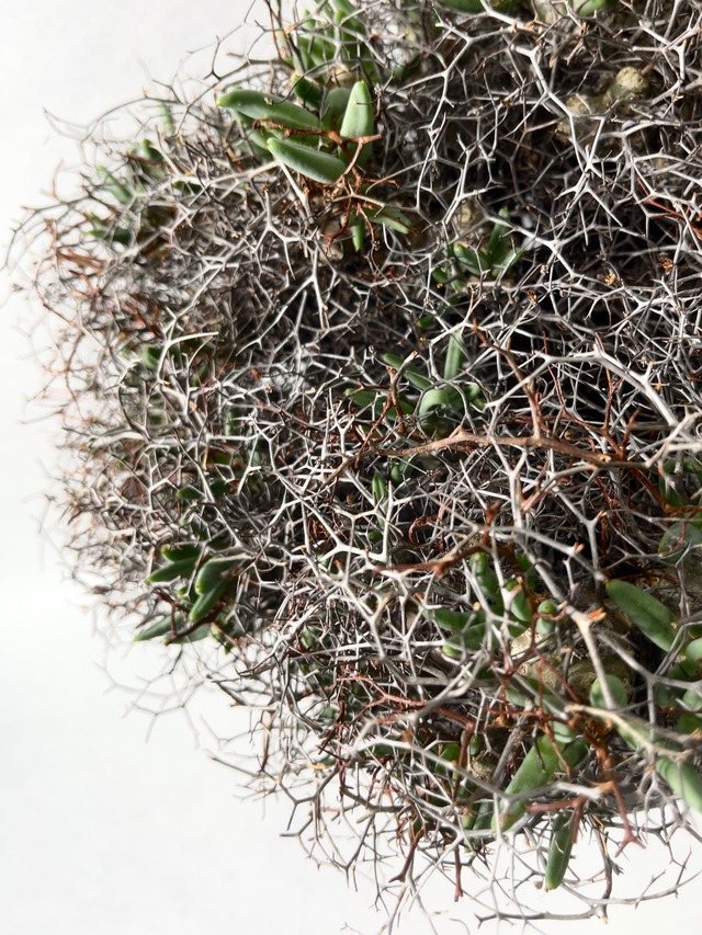 チレコドン・レティキュラーツス