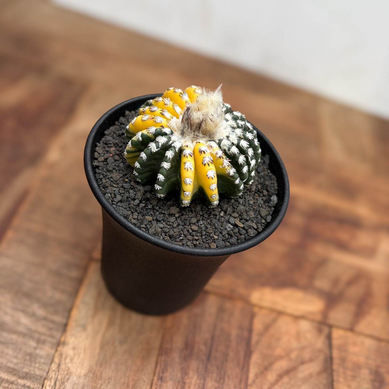 Discocactus horstii variegata【ディスコカクタス・ホルスティ錦】