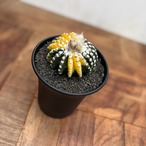 Discocactus horstii variegata【ディスコカクタス・ホルスティ錦】