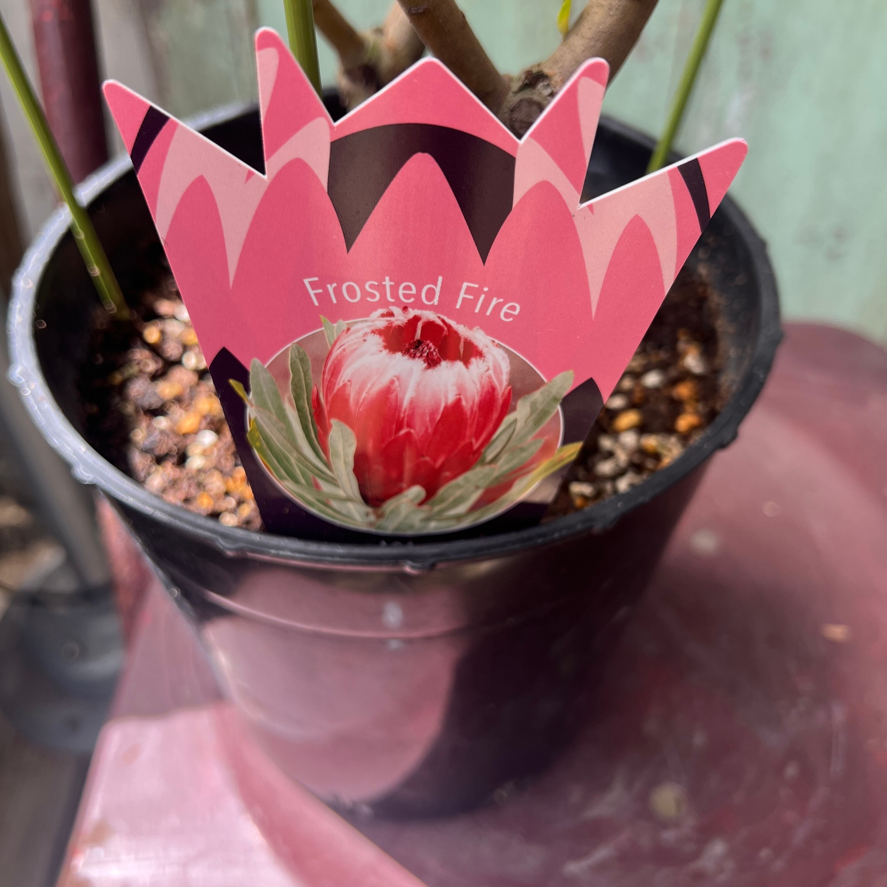 プロテア　フロステッドファイヤー　花終わり 園芸ネット本店｜プロテア：フロステッドファイヤー 7号鉢植え25-01 の