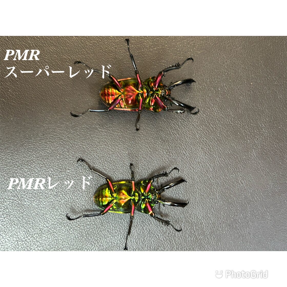 ☆超おすすめ☆【PMR血統】ニジイロクワガタ スーパーレッド 雄 | PAY ID