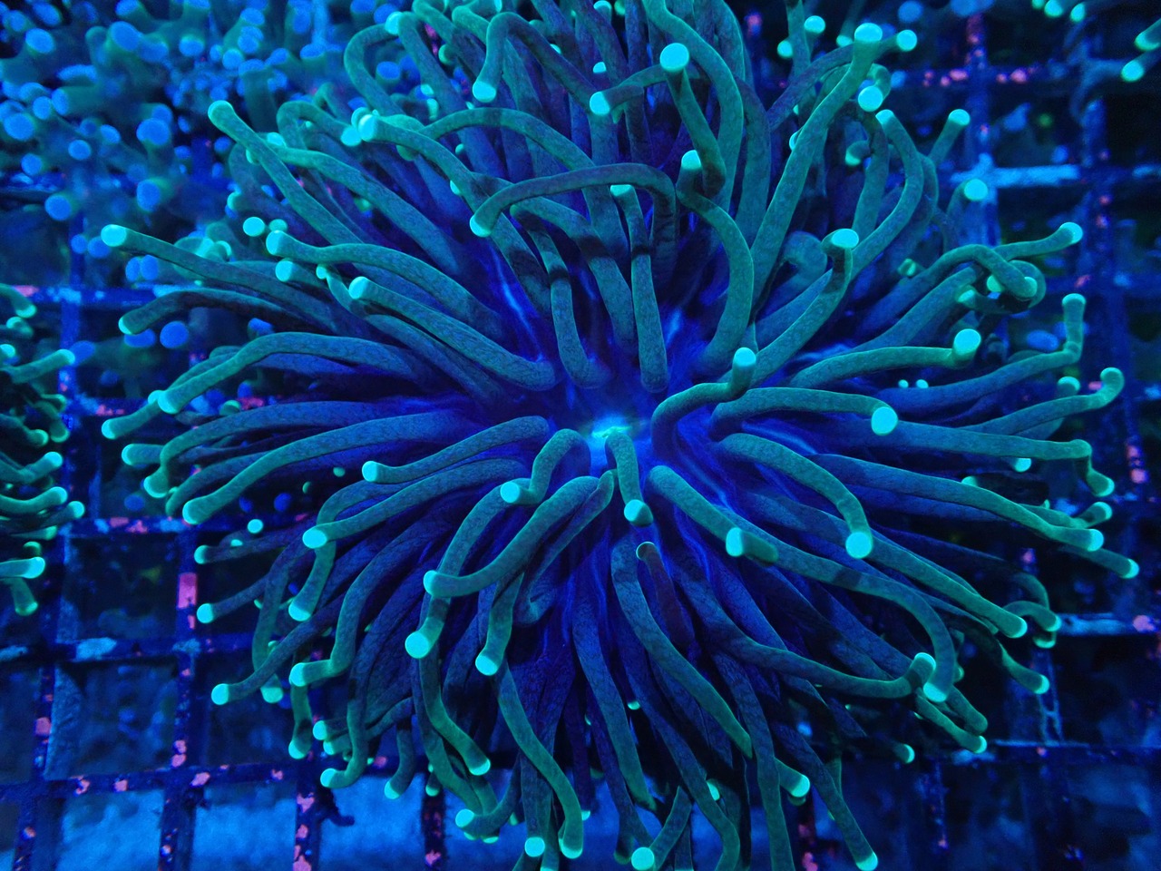AussieTorch 9