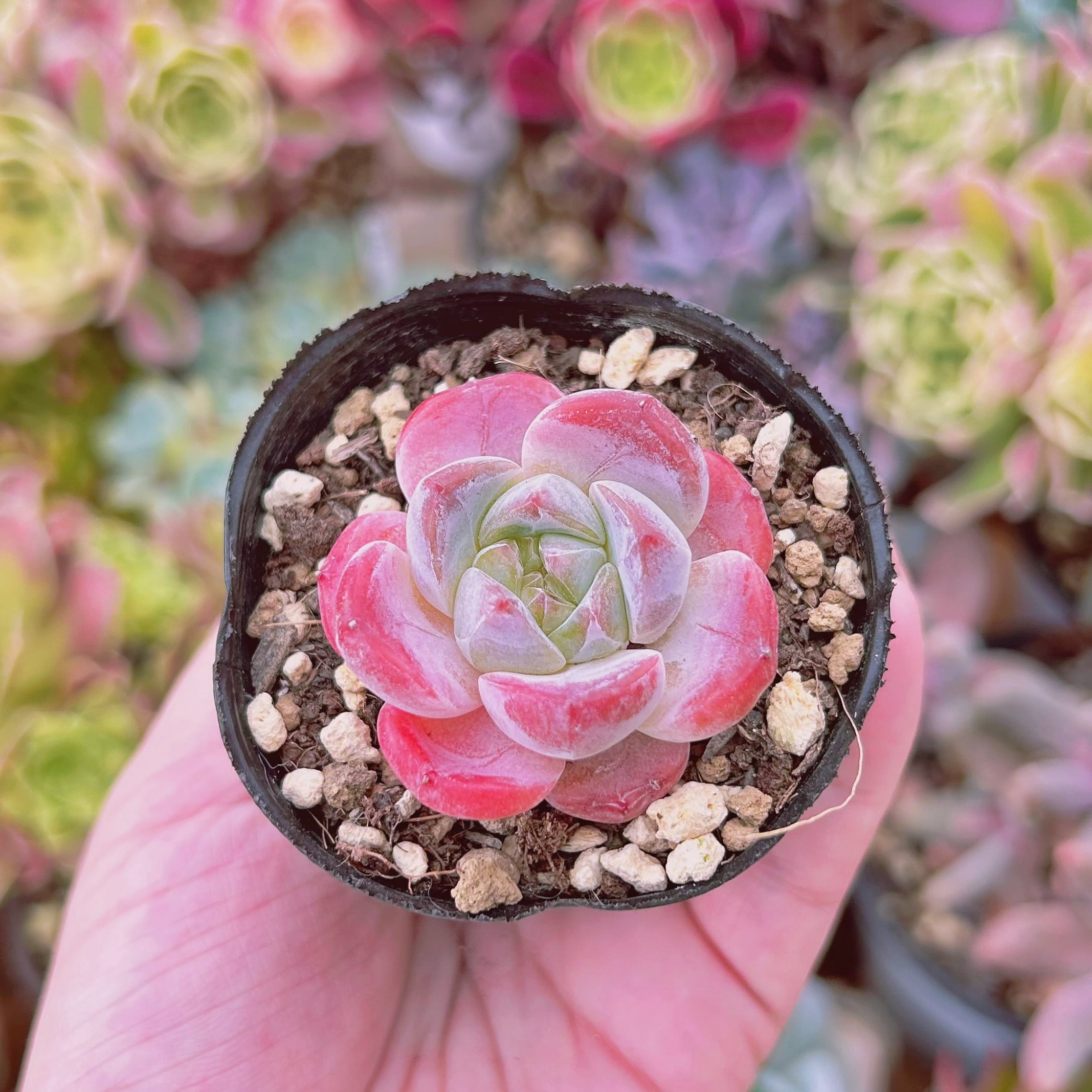 #531現物　多肉植物　ラウイxアイスグリーン　抜き苗