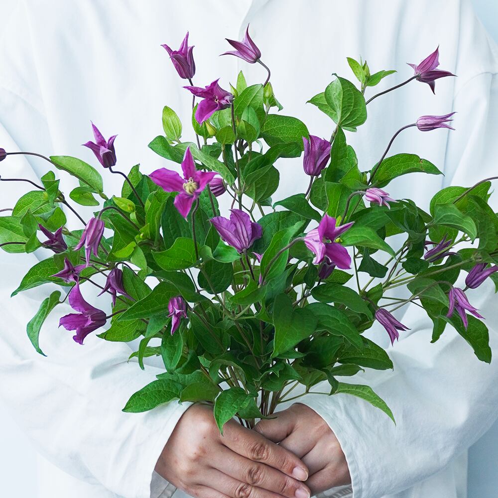 クレマチス キーウ 10本 送料込 よいはな Yoihana 最高品質のお花をお届けするネット通販