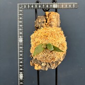 ビカクシダ OMG P. willinckii 'OMG' TC コルク仕立て【866】