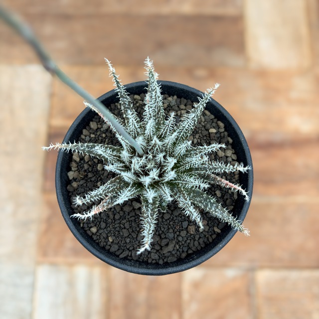 Aloe haworthioides【アロエ・ハオルチオイデス】