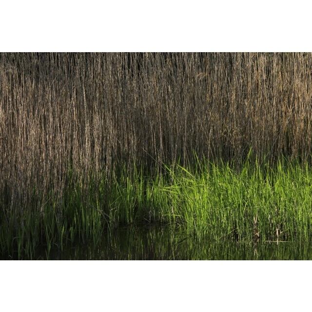 NEW「早春の水辺」Yusuke Homma/2024-25