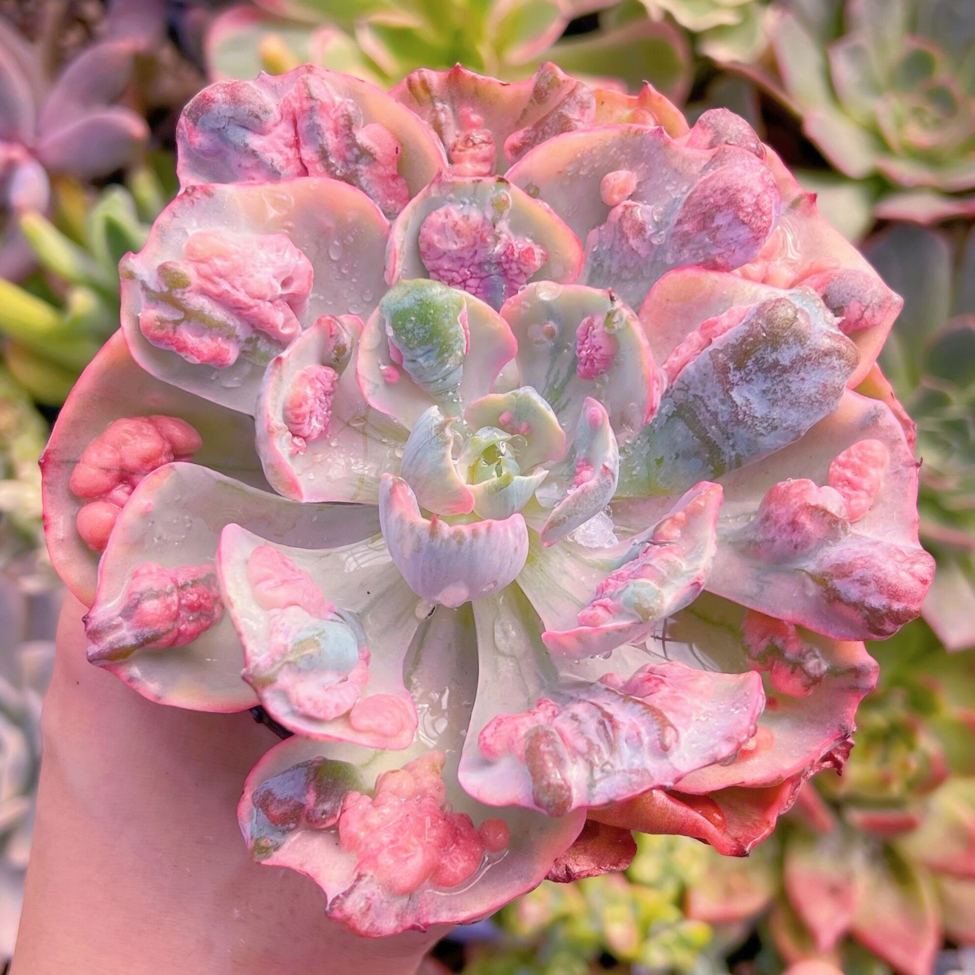 現物 ビヨンセ錦#647 特大群生 新入荷 | るる農園~多肉植物専門