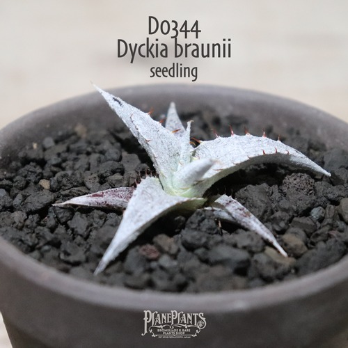 【送料無料】braunii seedling〔ディッキア〕現品発送D0344