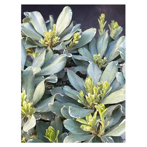 Pittosporum tobira 'Variegatum'