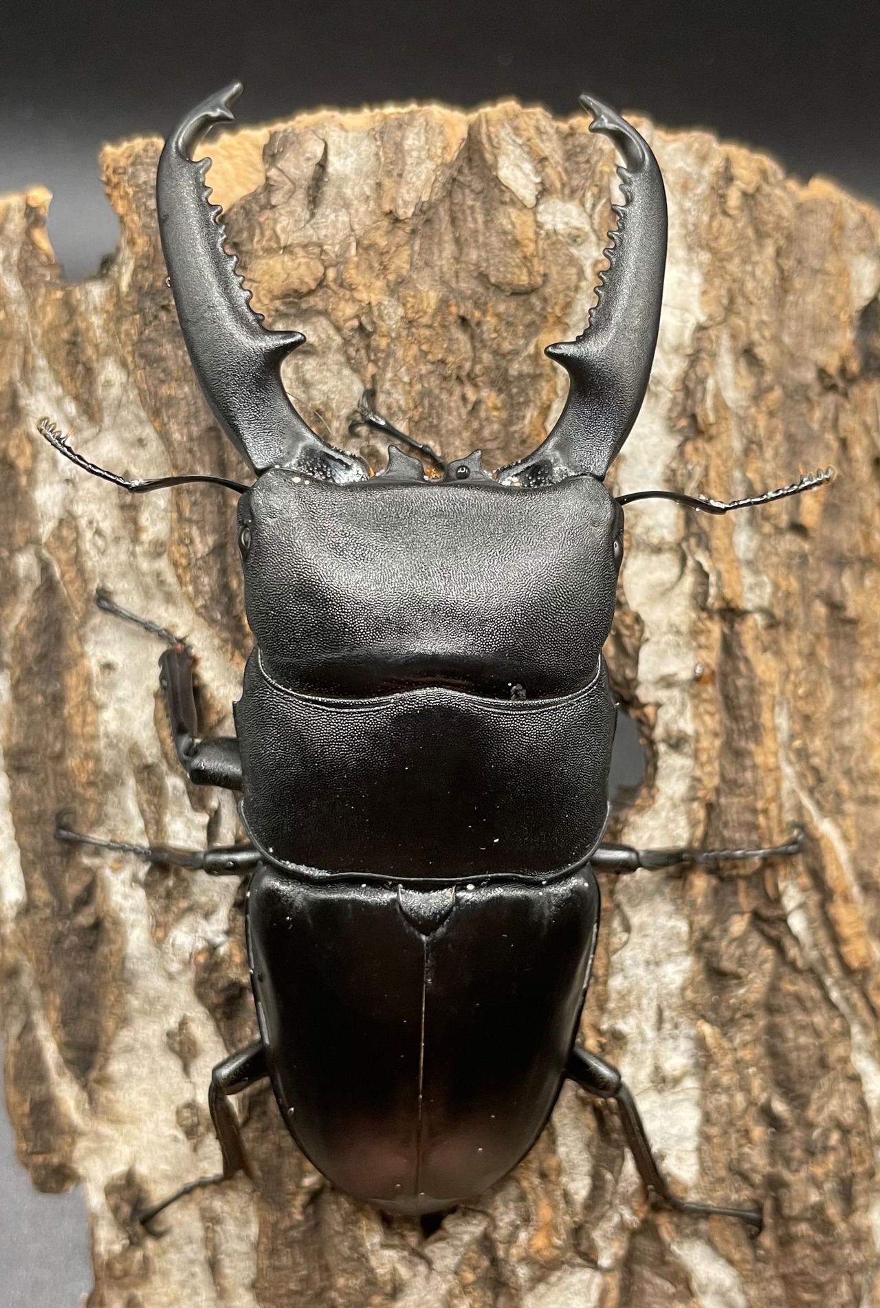 【WD】《パラワンオオヒラタ 99mm ペア》