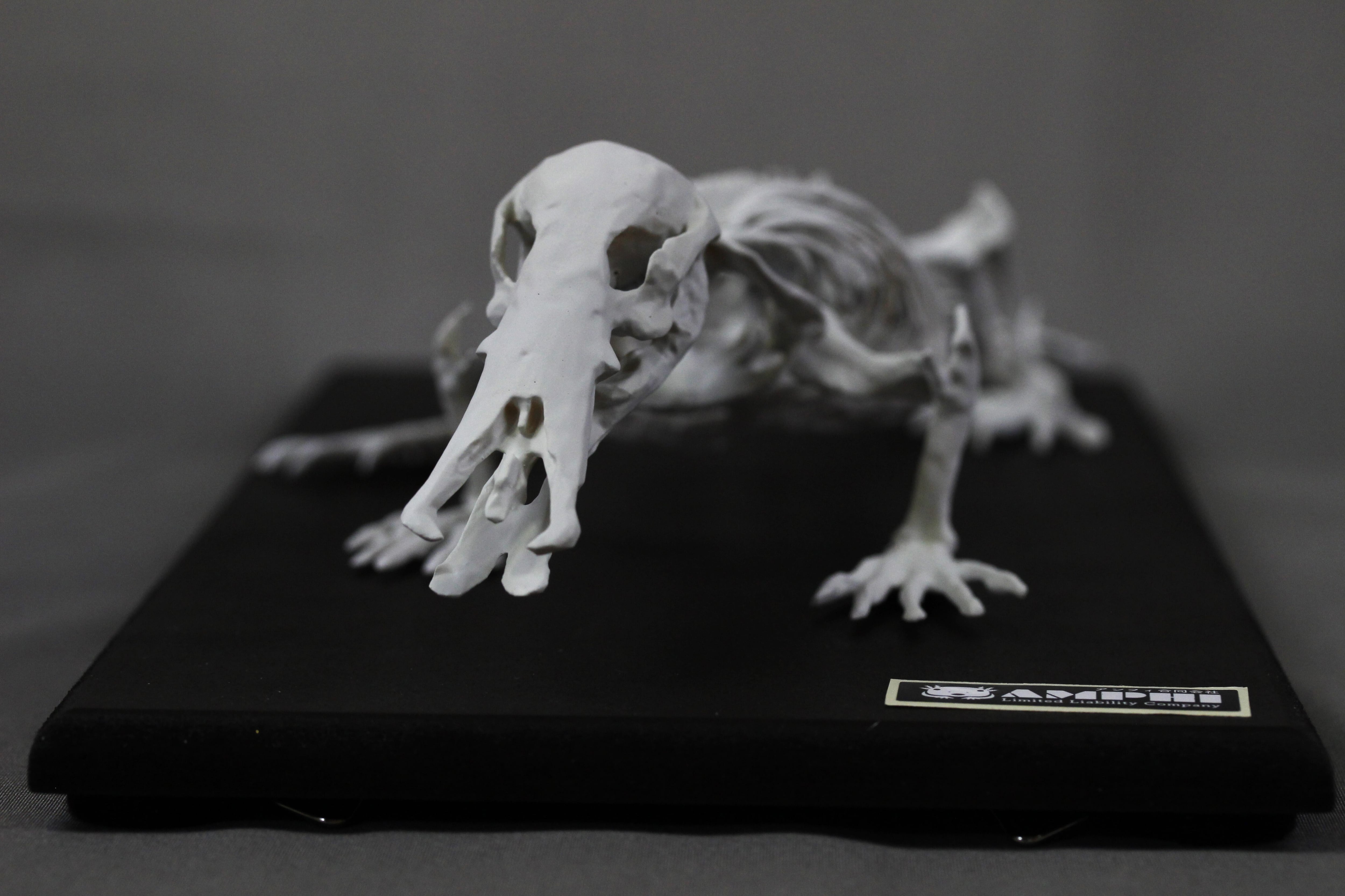 カモノハシ 縮小全身骨格レプリカ Platypus, miniature whole body