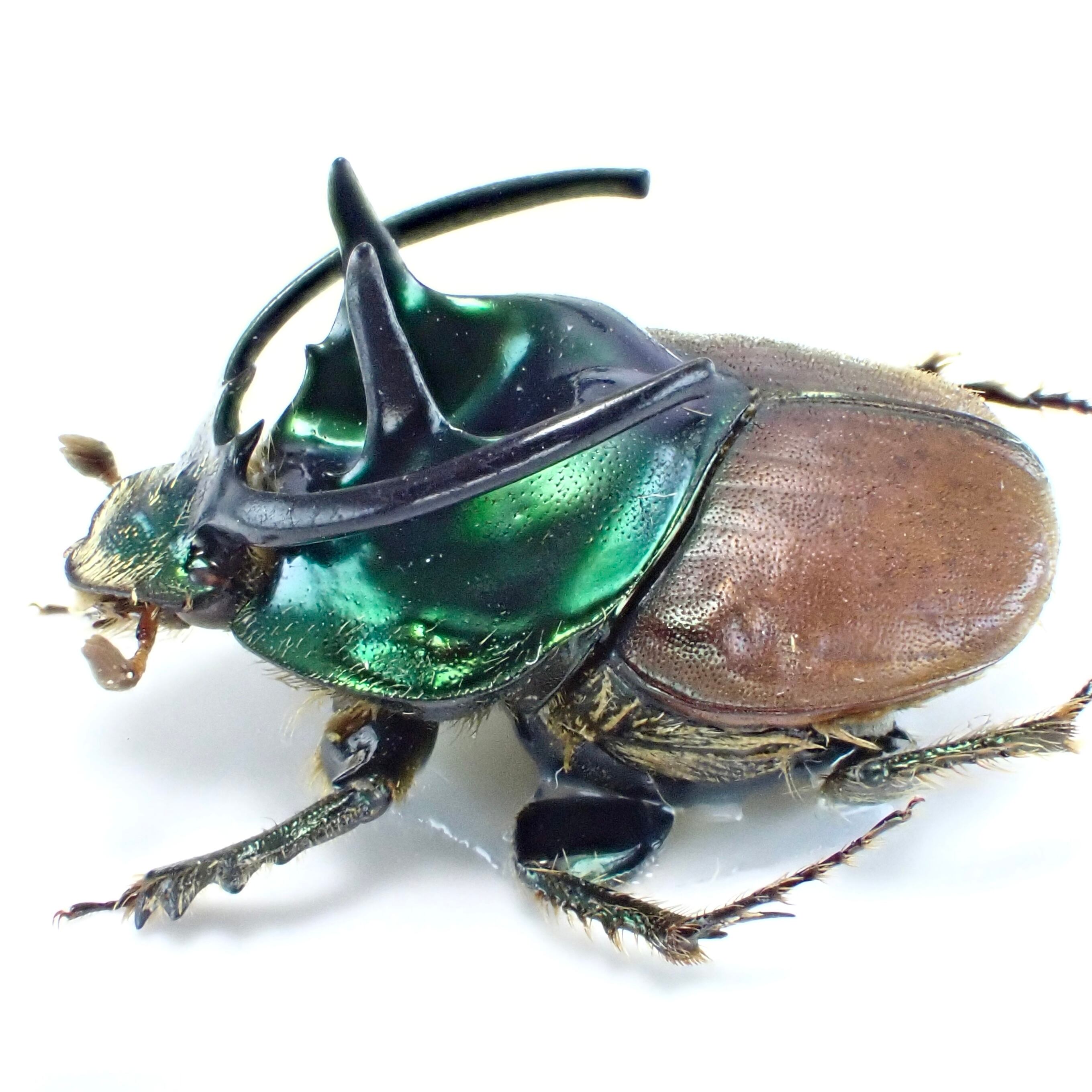 タンザニア産 Proagoderus palestrinii ♂♀ 15mm/15mm | 昆虫